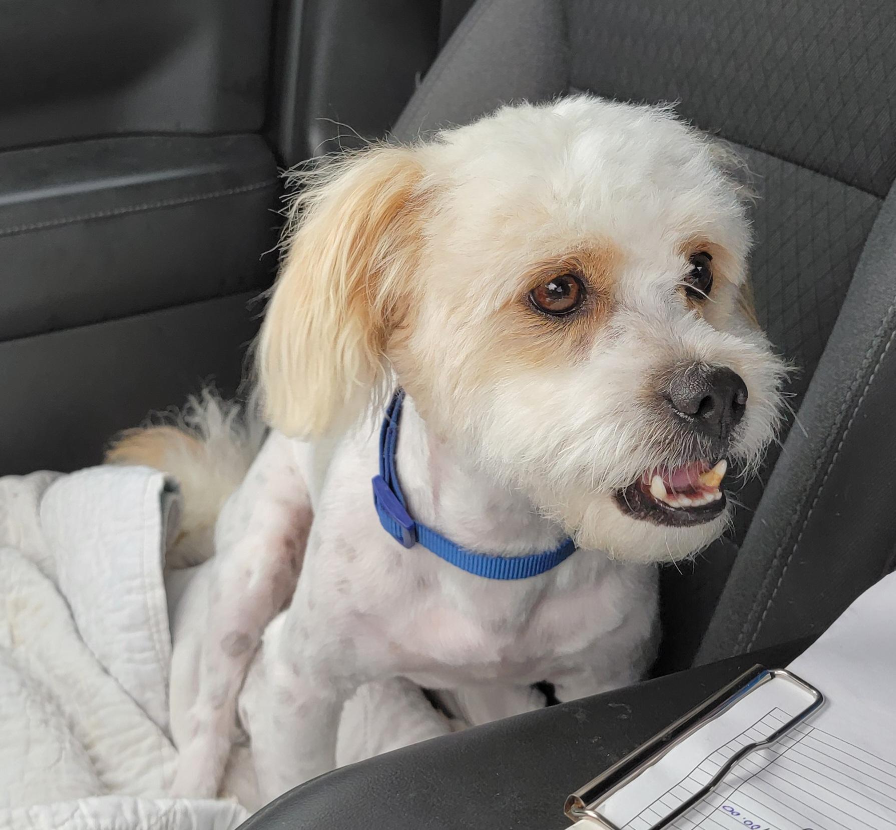 Lenny, Adult Male Lhasa Apso