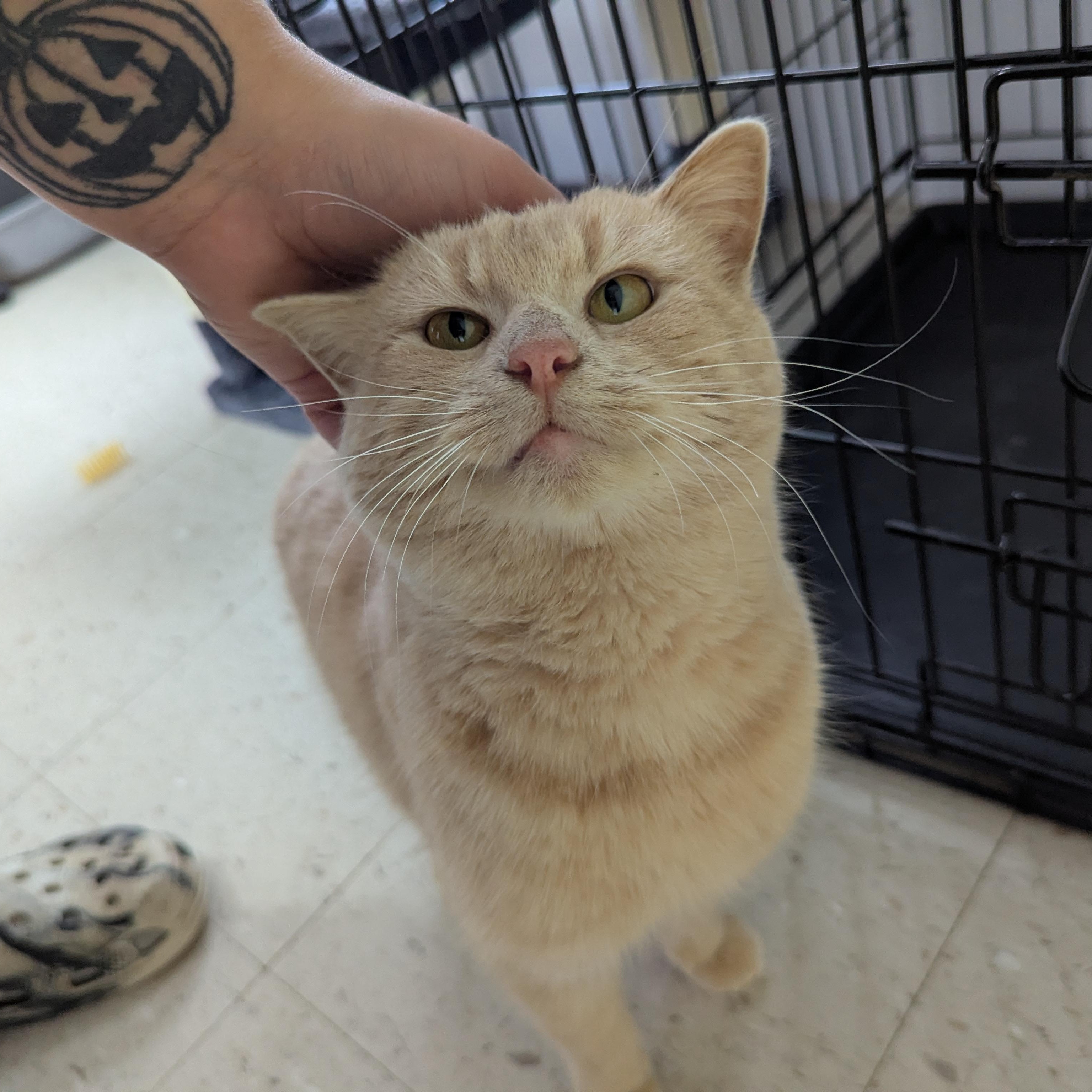 Beluga, ADOPTABLE, Adult Male Domestic Short Hair.