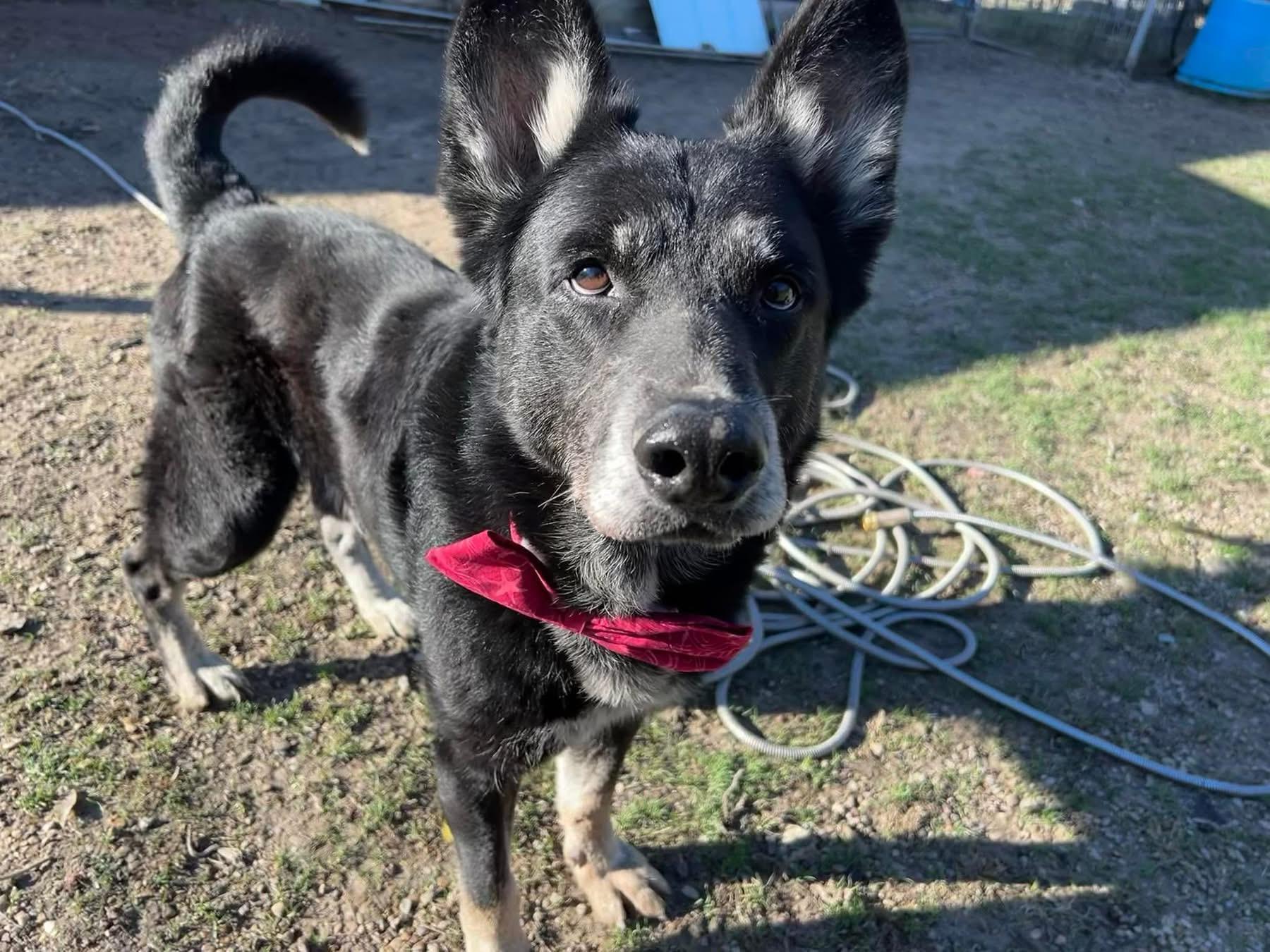 Enlarge Norri, a Adoptable German Shepherd Dog in Dallas , TX image 4/5