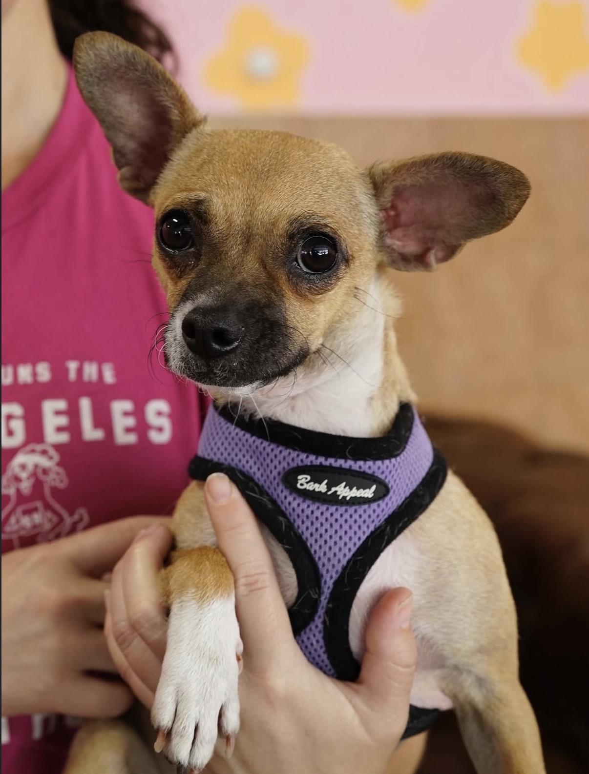 Missy, Adoptable, Young Female Chihuahua & Chiweenie.