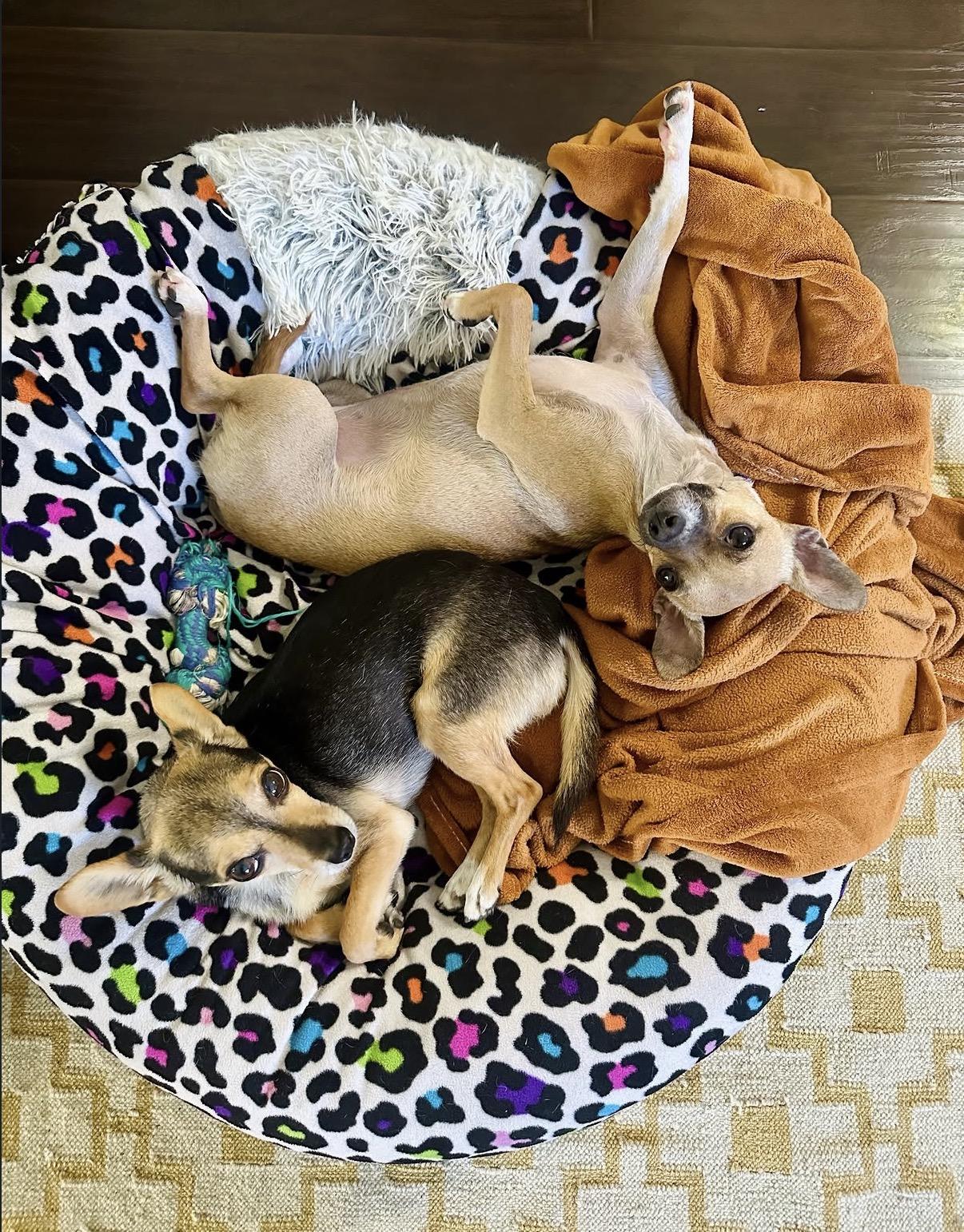 Missy, a Adoptable mixed breed in Pasadena, CA image 5/5