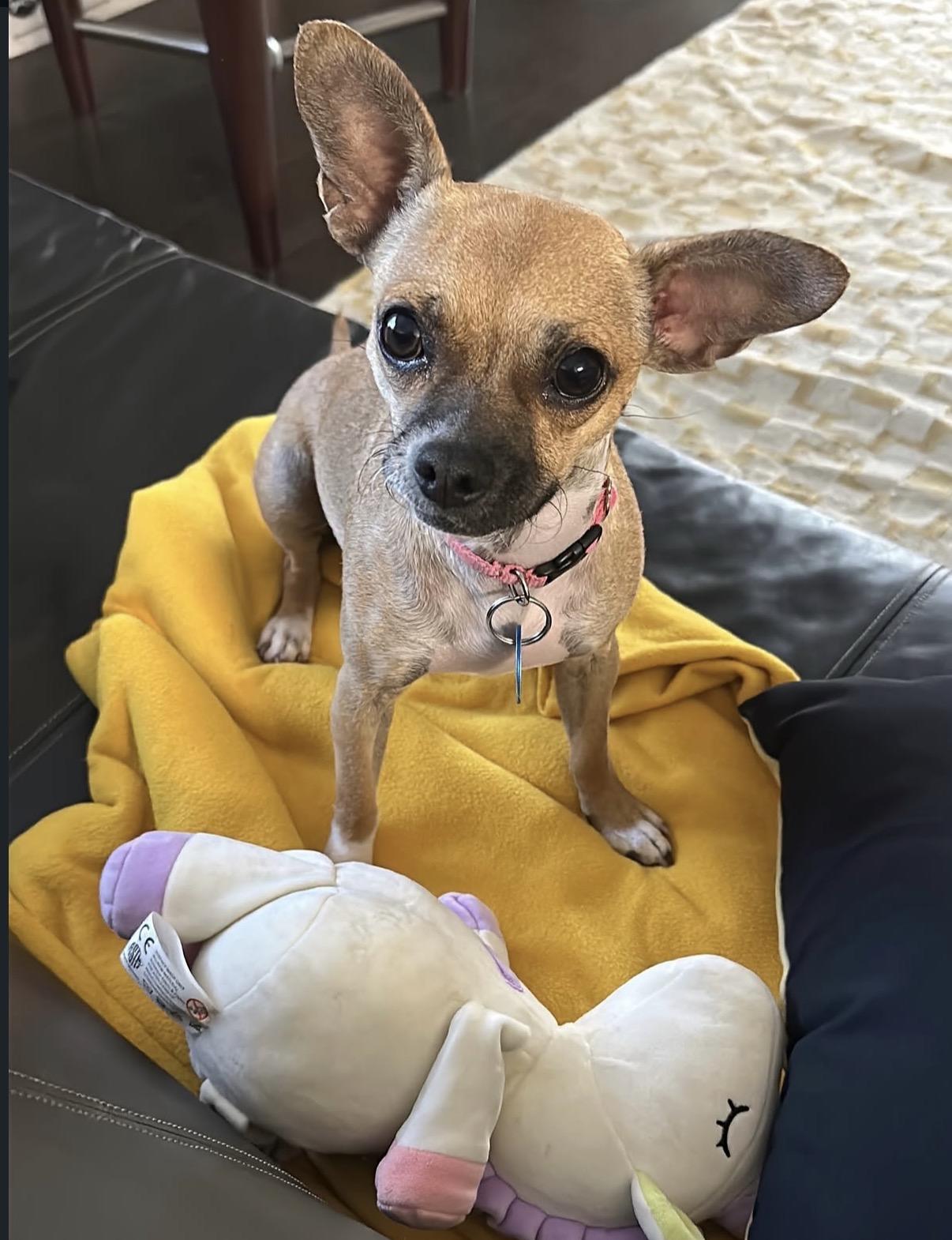 Missy, a Adoptable mixed breed in Pasadena, CA image 3/5