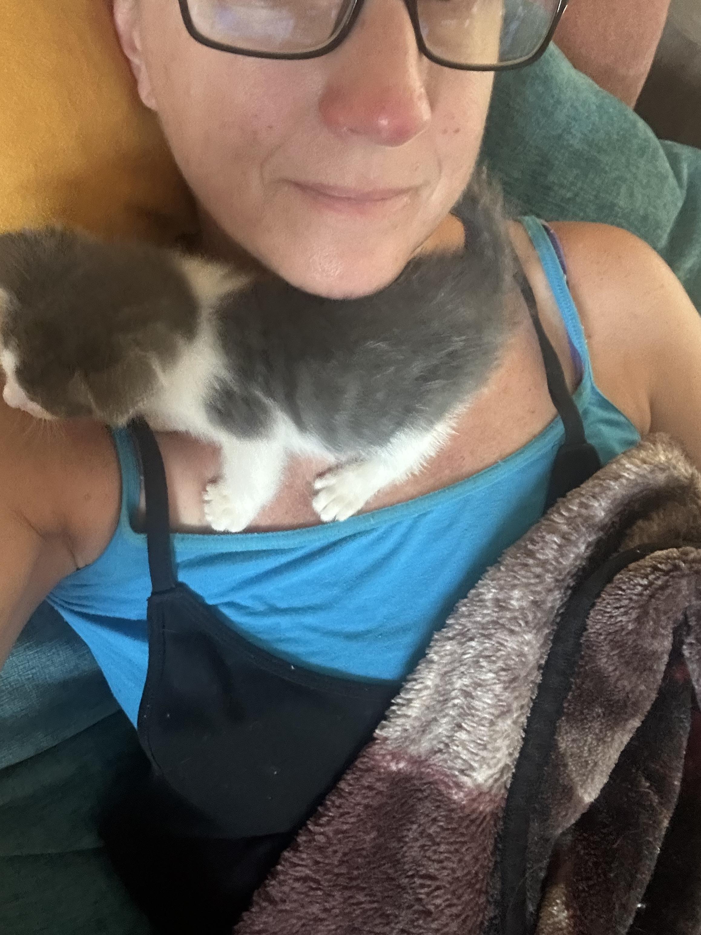 Enlarge Sam the Duckling, a ADOPTABLE Domestic Short Hair in Little River, SC image 2/4