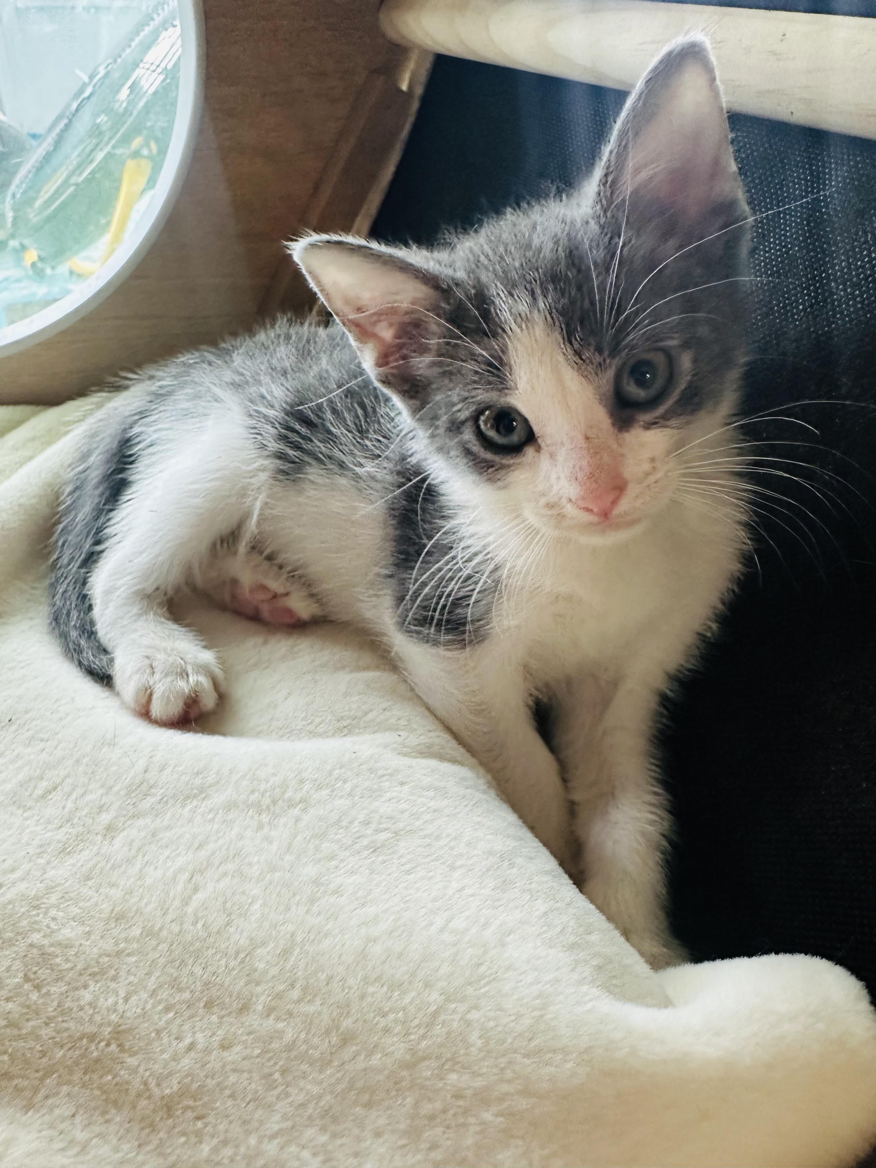 Sam the Duckling, ADOPTABLE, Kitten Male Domestic Short Hair.
