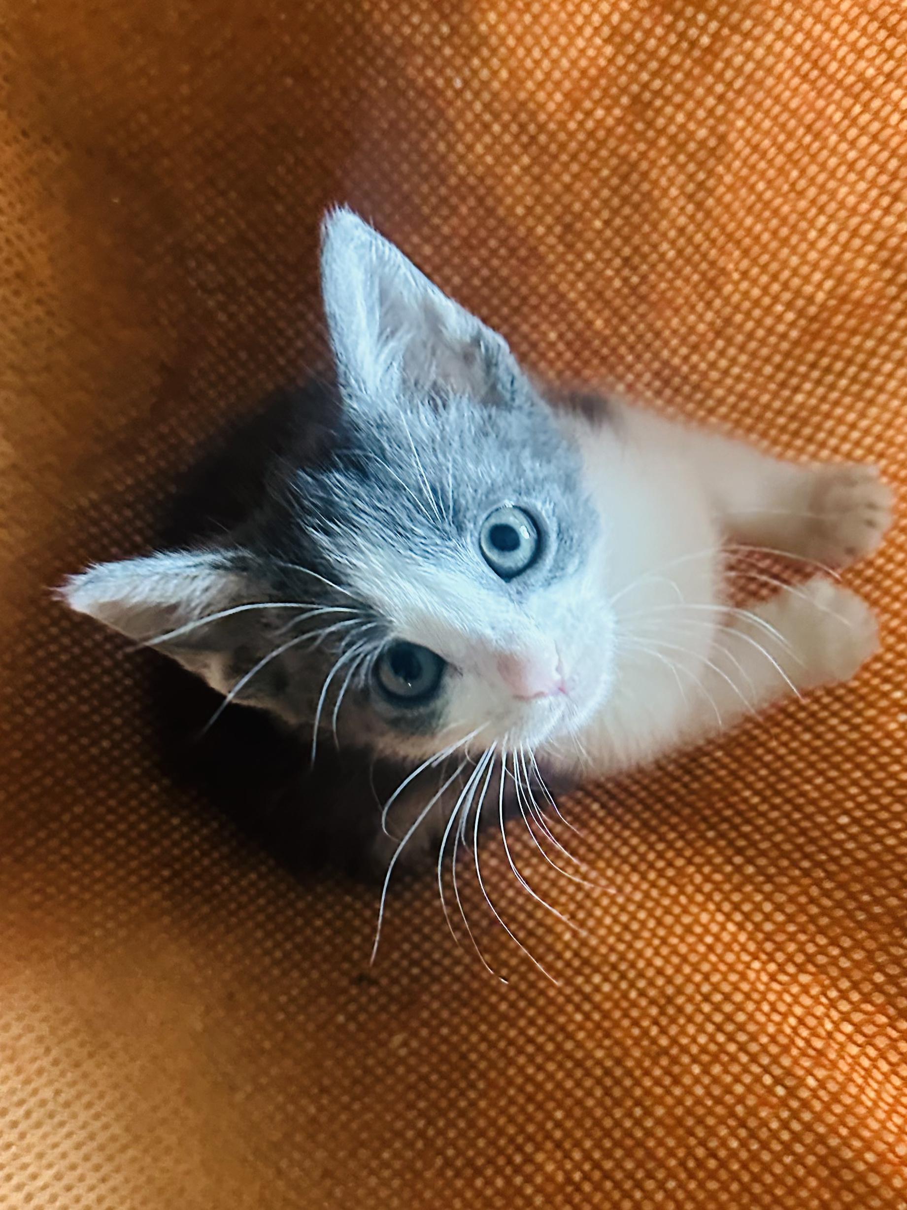 Enlarge Sam the Duckling, a ADOPTABLE Domestic Short Hair in Little River, SC image 4/4