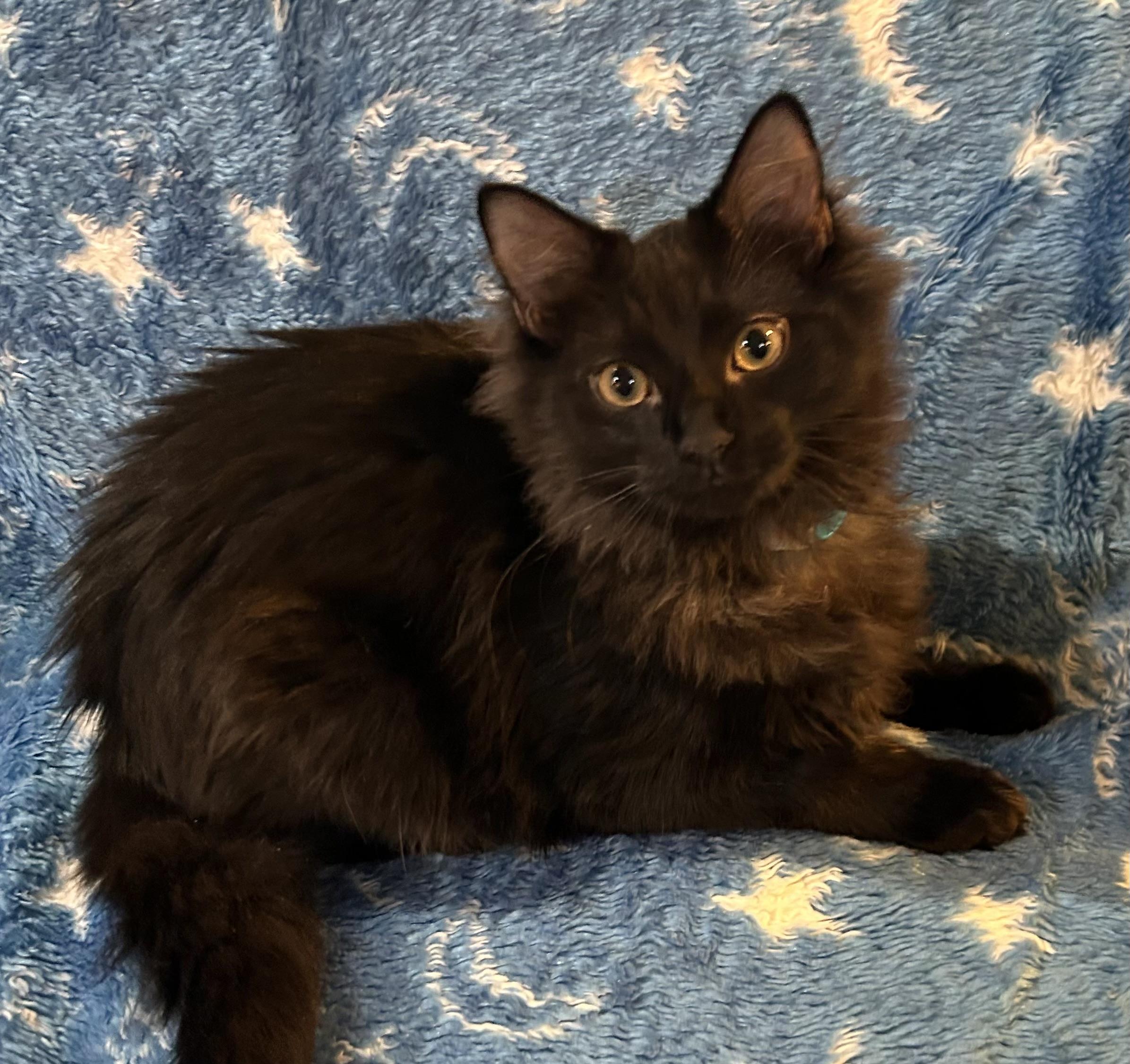 Enlarge Milo & Marco, an adopted Domestic Long Hair in Allentown, NJ image 2/4