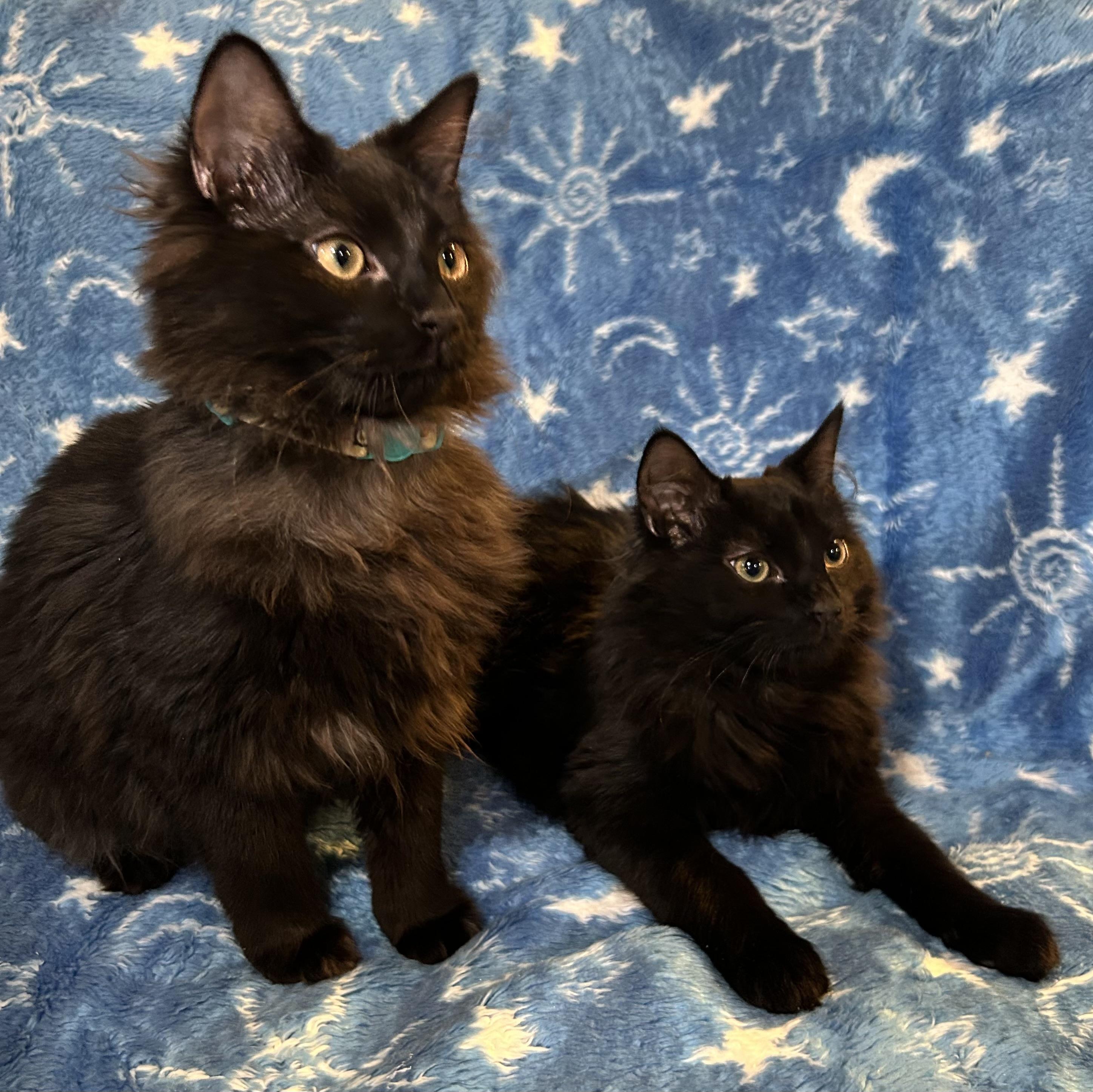 Enlarge Milo & Marco, an adopted Domestic Long Hair in Allentown, NJ image 4/4