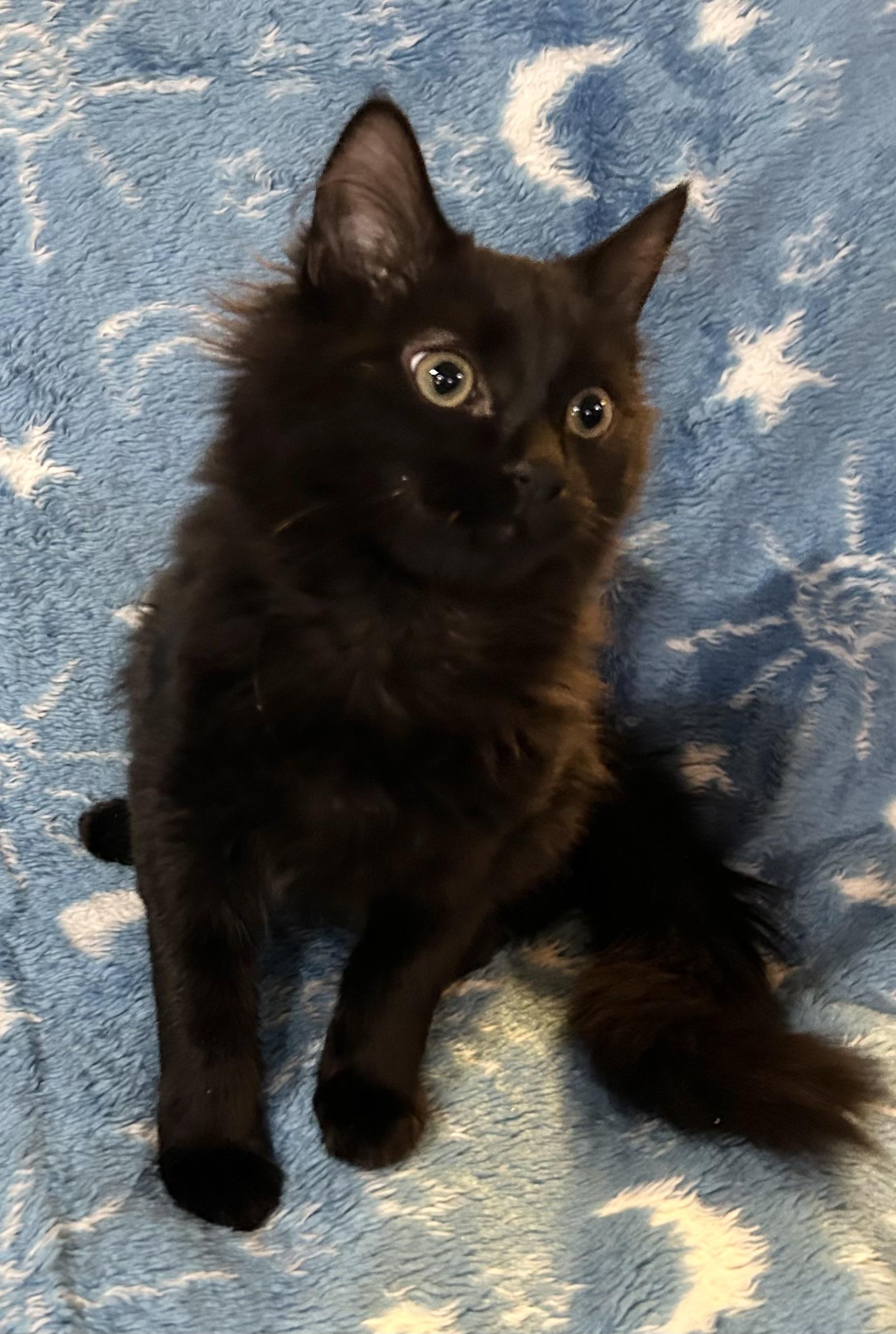 Enlarge Milo & Marco, an adopted Domestic Long Hair in Allentown, NJ image 3/4