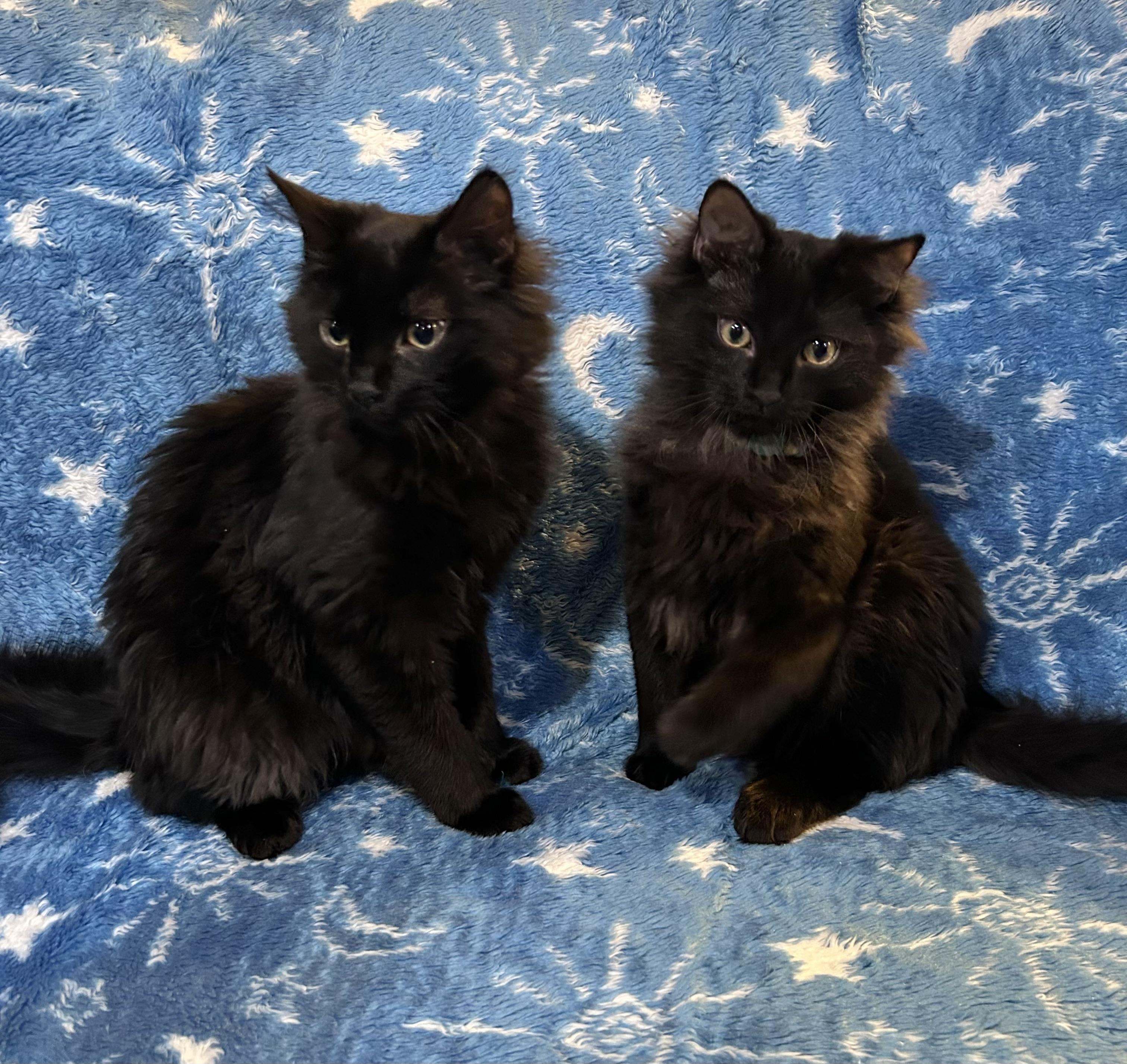 Enlarge Milo & Marco, an adopted Domestic Long Hair in Allentown, NJ image 1/4