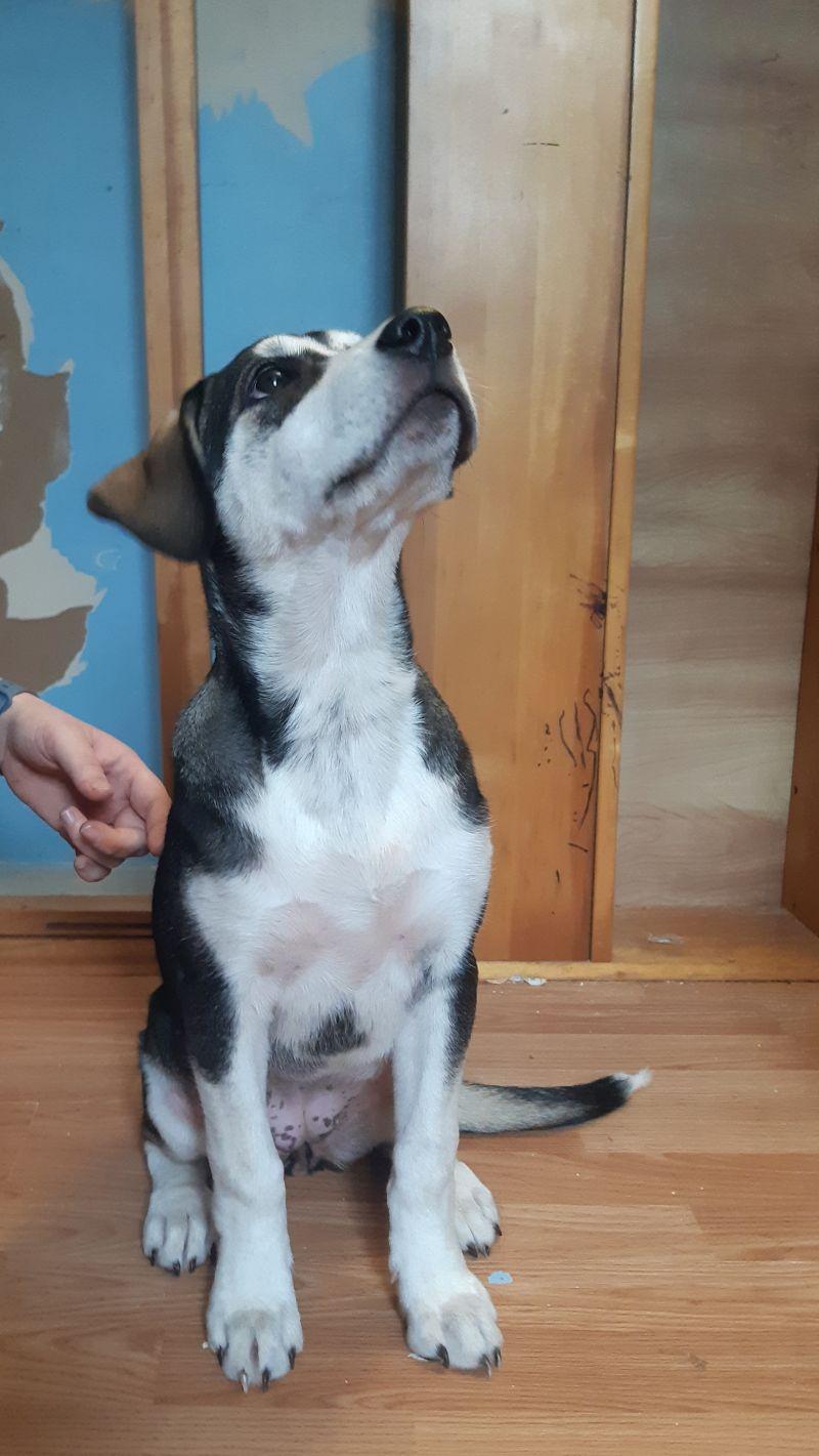 Enlarge Zoey, an adopted mixed breed in Bancroft, ON image 2/4