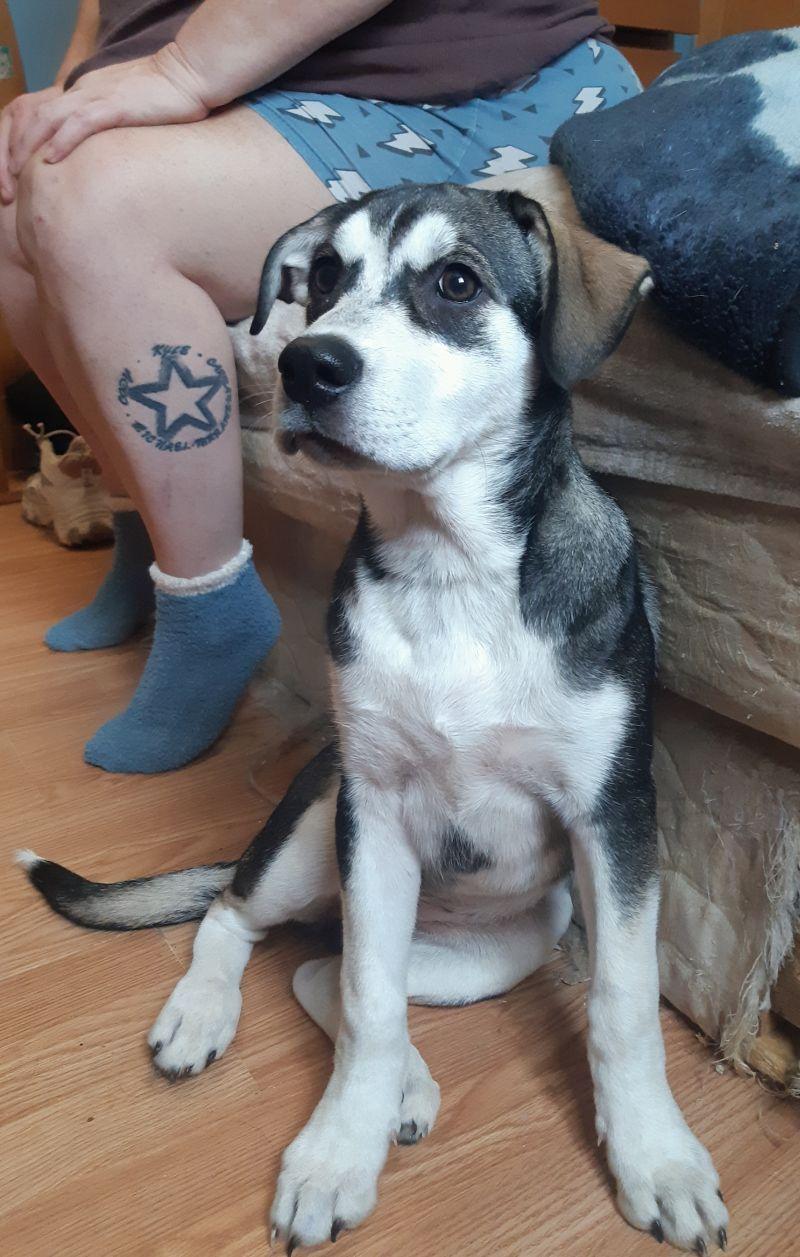 Enlarge Zoey, an adopted mixed breed in Bancroft, ON image 1/4