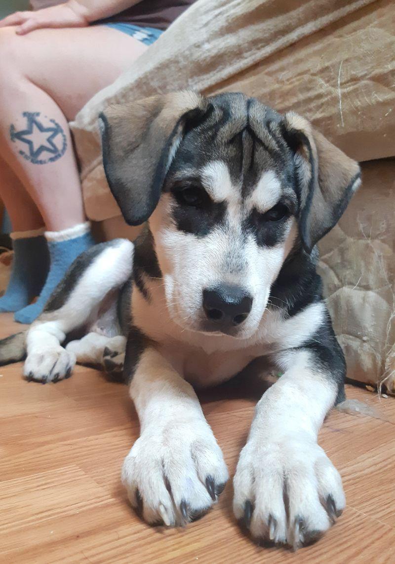 Enlarge Zoey, an adopted mixed breed in Bancroft, ON image 3/4