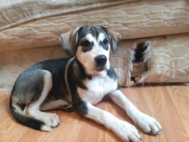 Enlarge Zoey, an adopted mixed breed in Bancroft, ON image 4/4