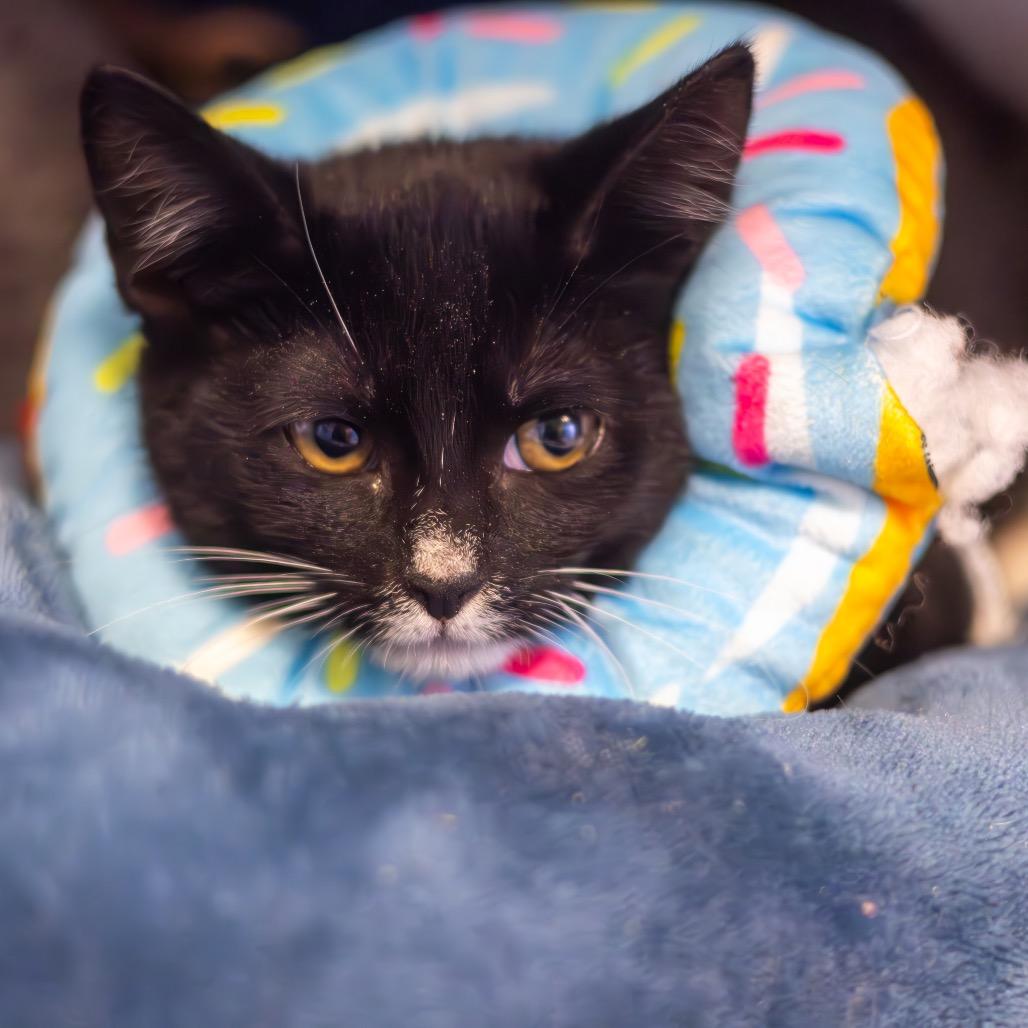 Ghost Face (bonded with Clarice), Adoptable, Kitten Female Domestic Short Hair.