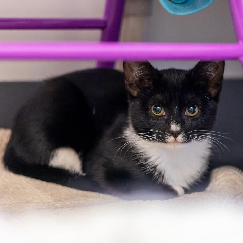 Enlarge Ghost Face (bonded with Clarice), a Adoptable Domestic Short Hair in Newark, DE image 2/3