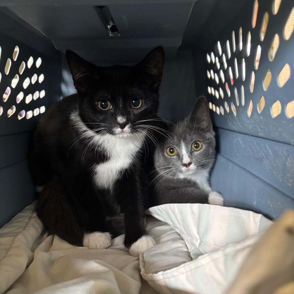 Enlarge Ghost Face (bonded with Clarice), a Adoptable Domestic Short Hair in Newark, DE image 3/3