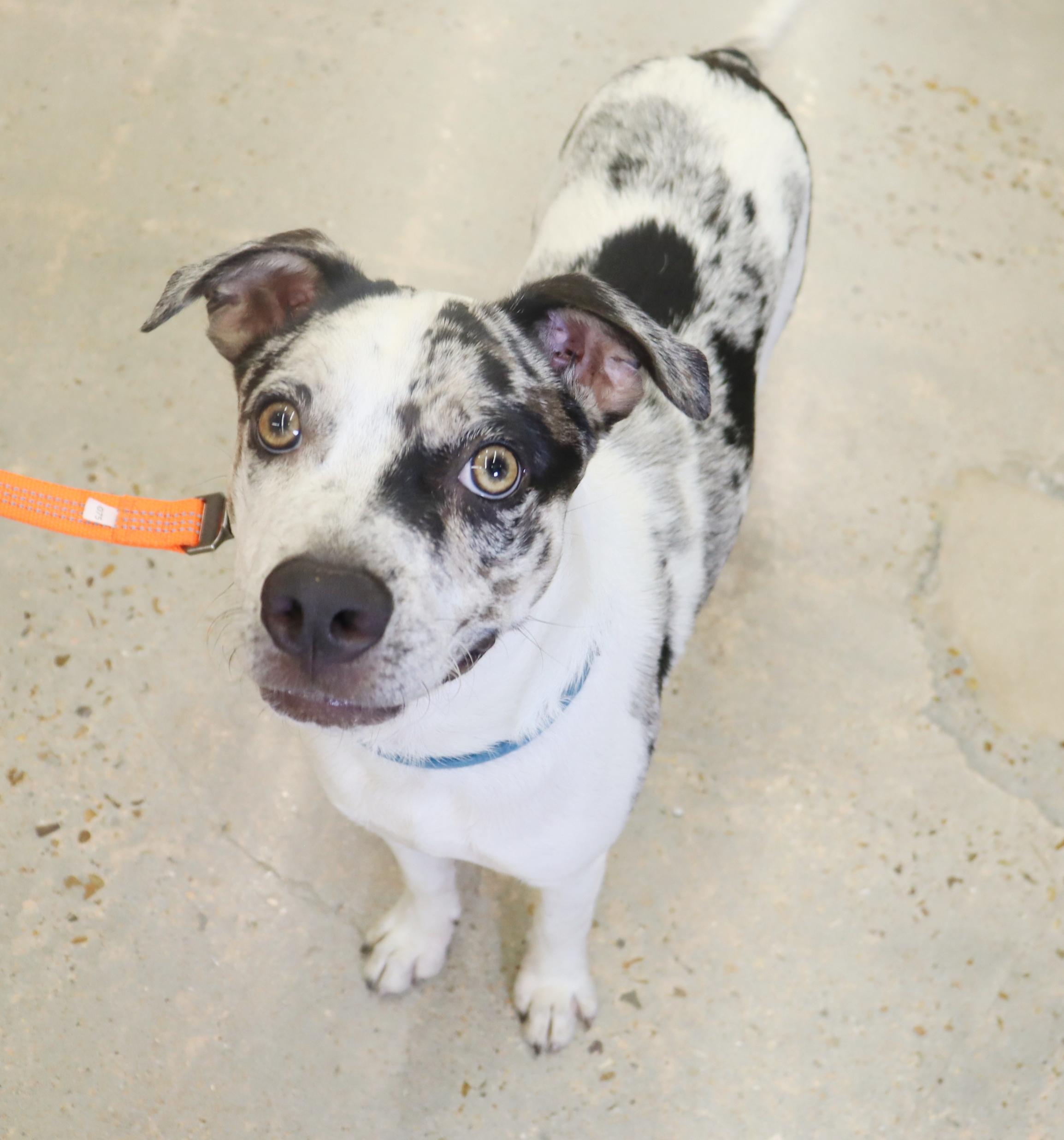 Oakley - Olive green/golden eyed Beauty