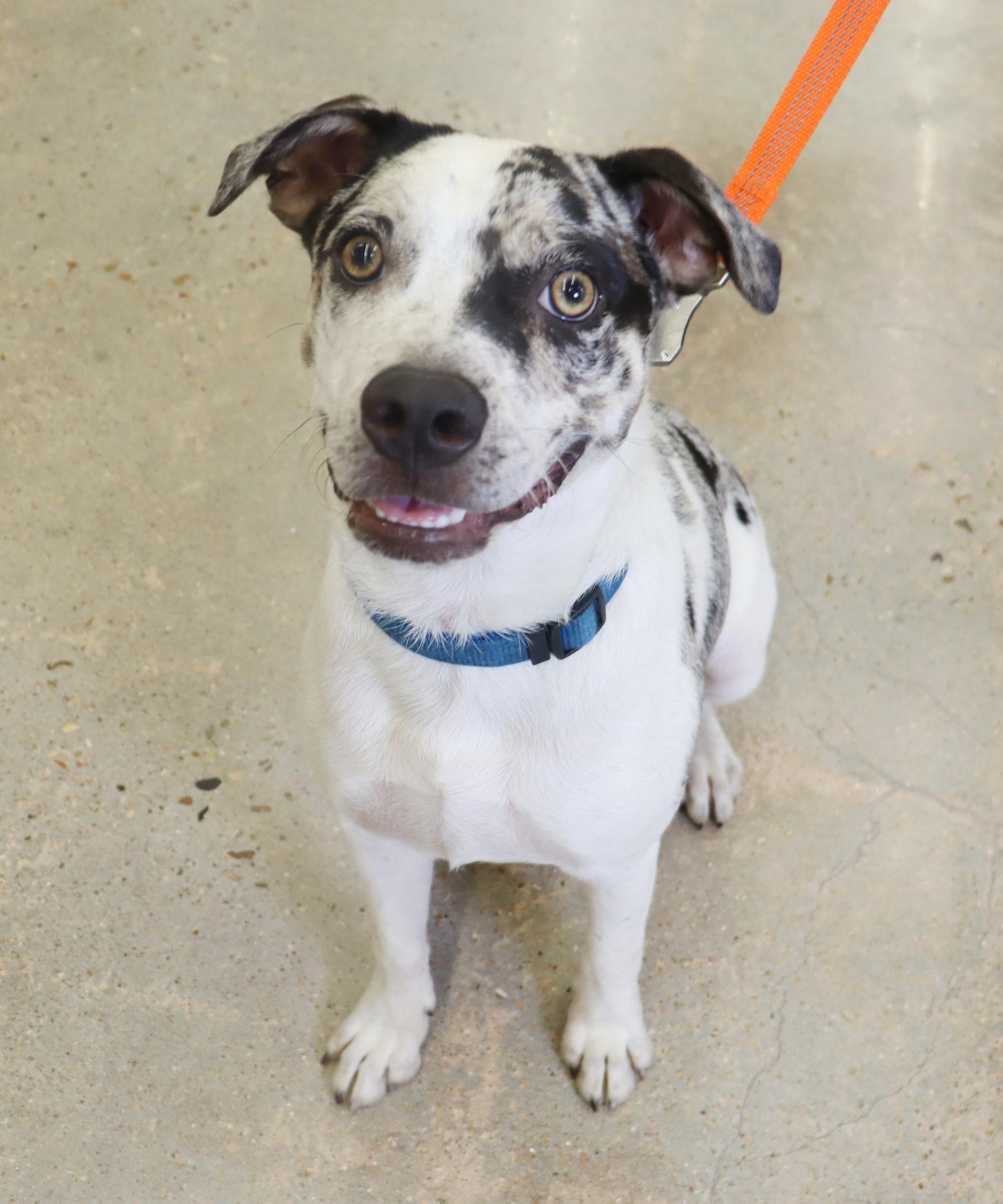 Oakley - Olive green/golden eyed Beauty