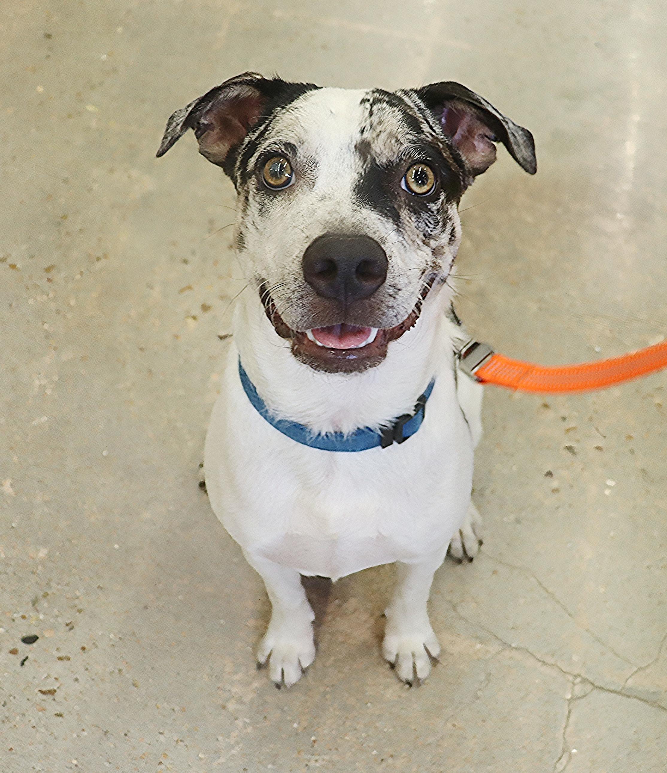 Oakley - Olive green/golden eyed Beauty