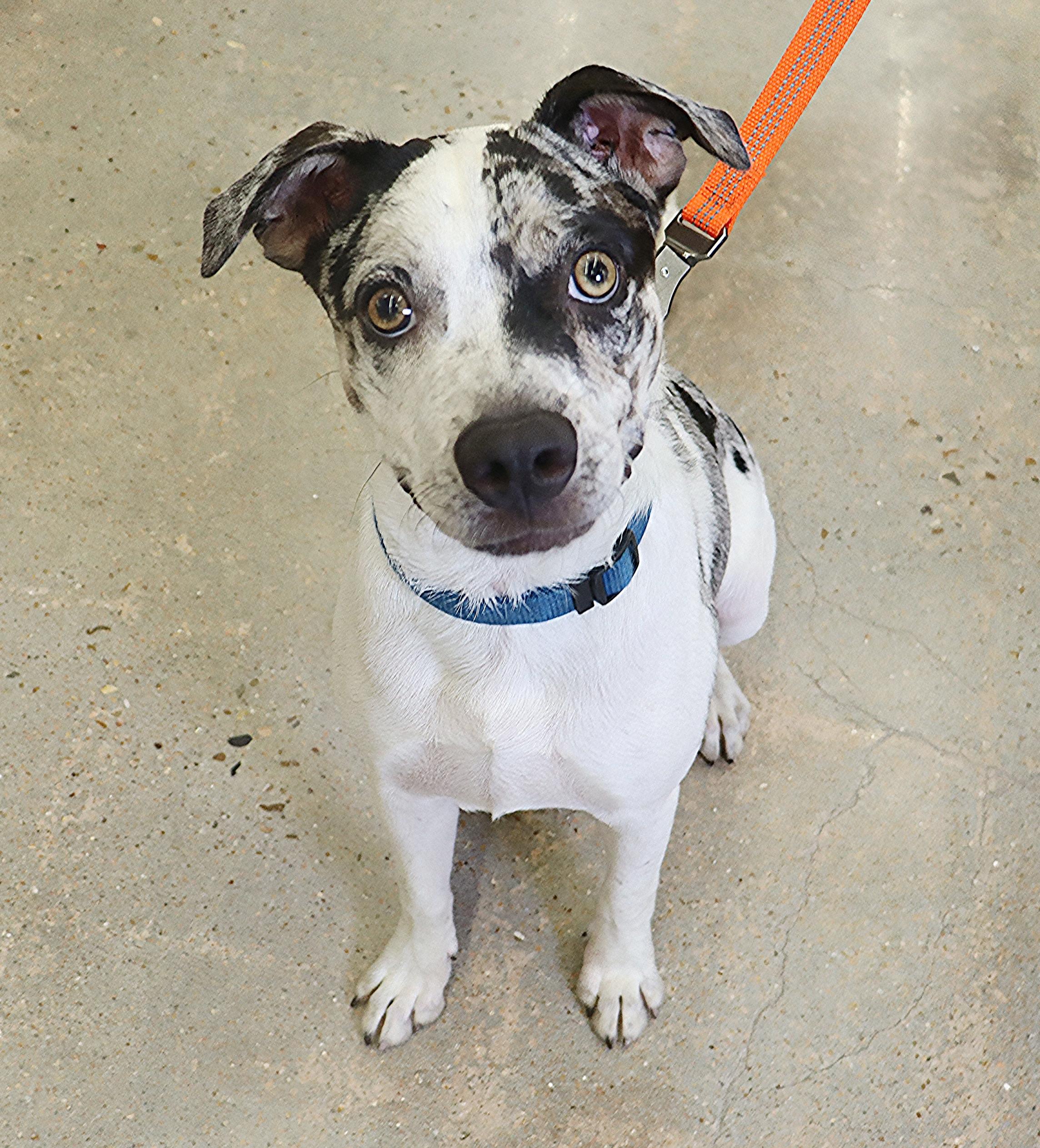 Oakley - Olive green/golden eyed Beauty