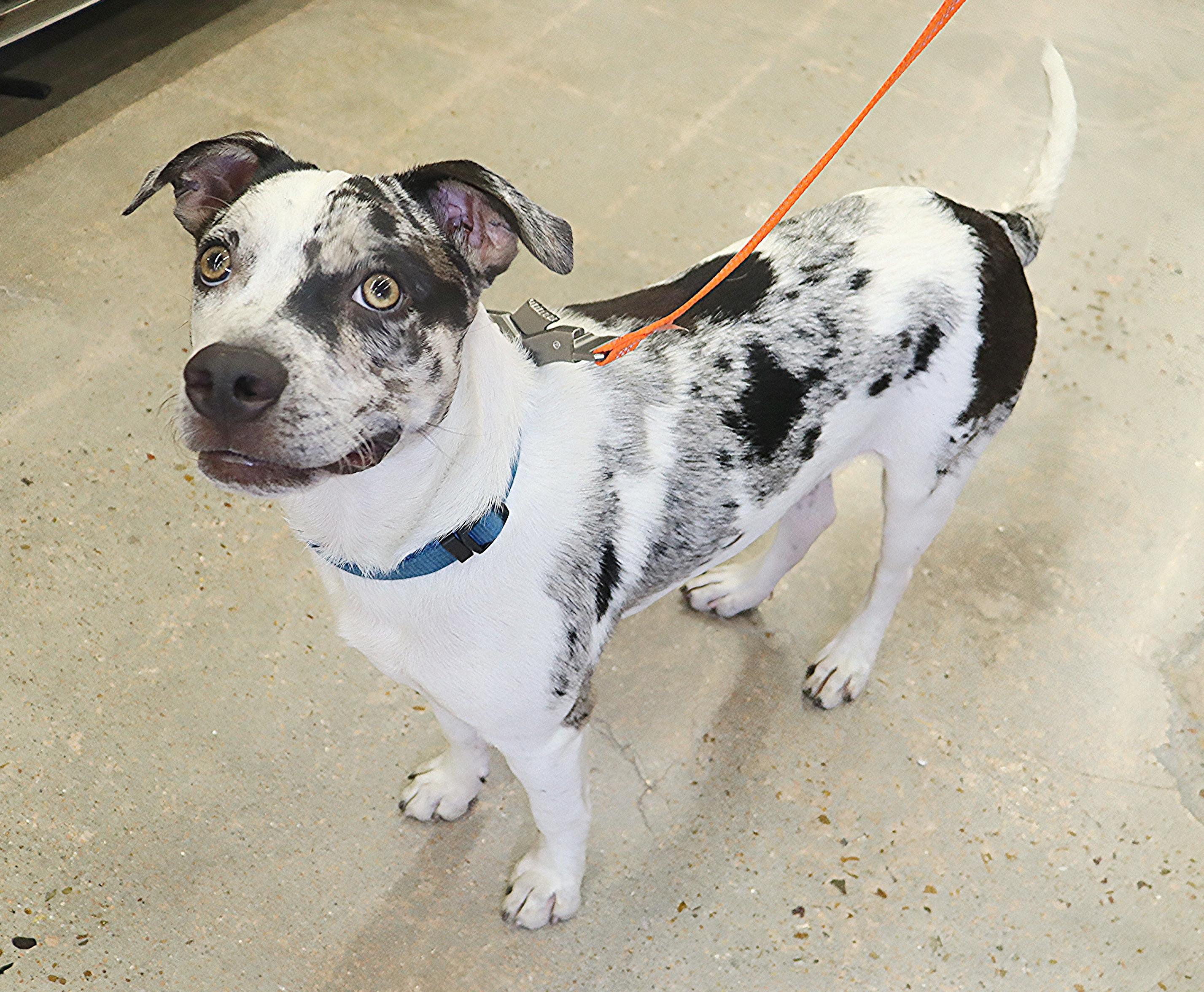 Oakley - Olive green/golden eyed Beauty