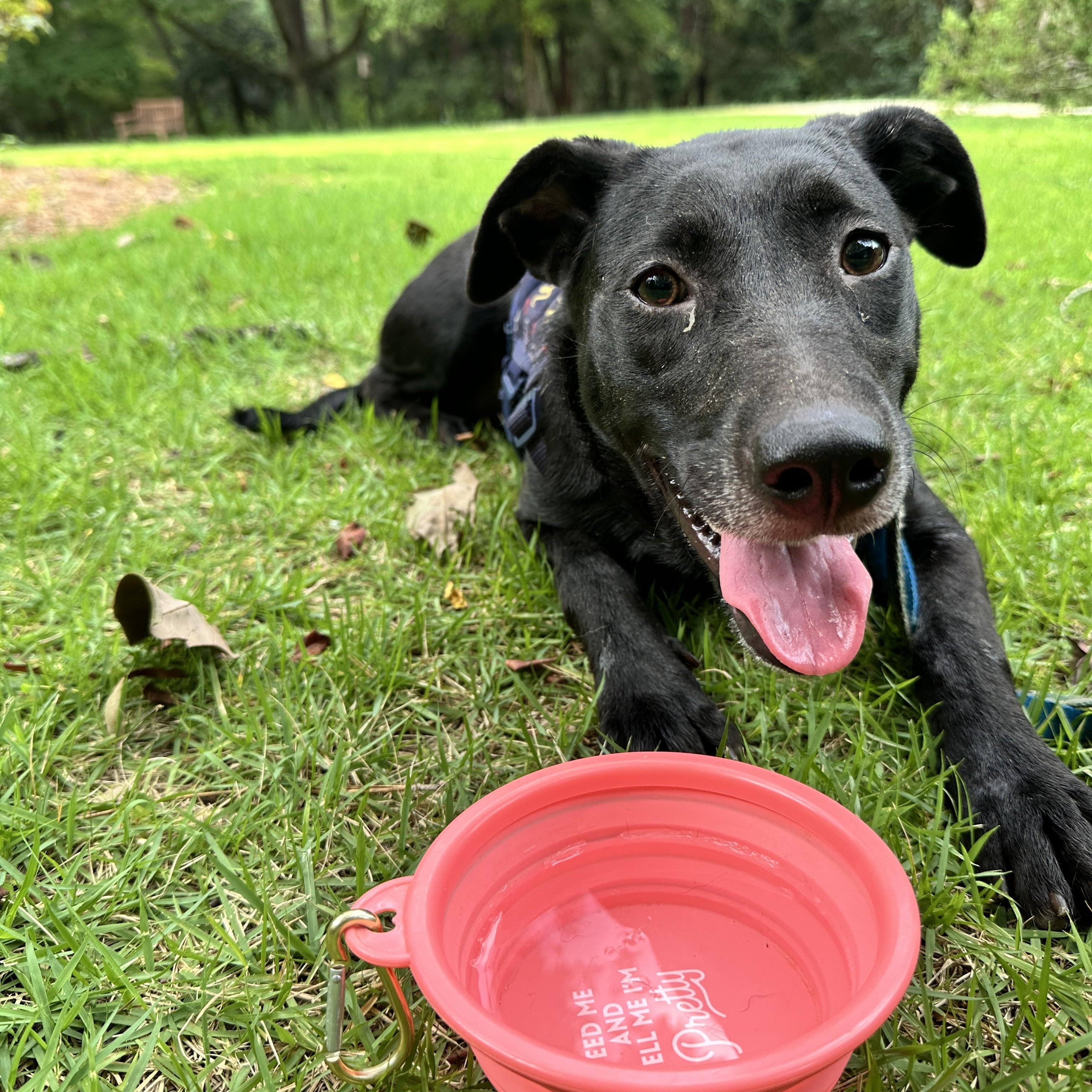 JASMINE, a Adoptable mixed breed in Fosters, AL image 1/6