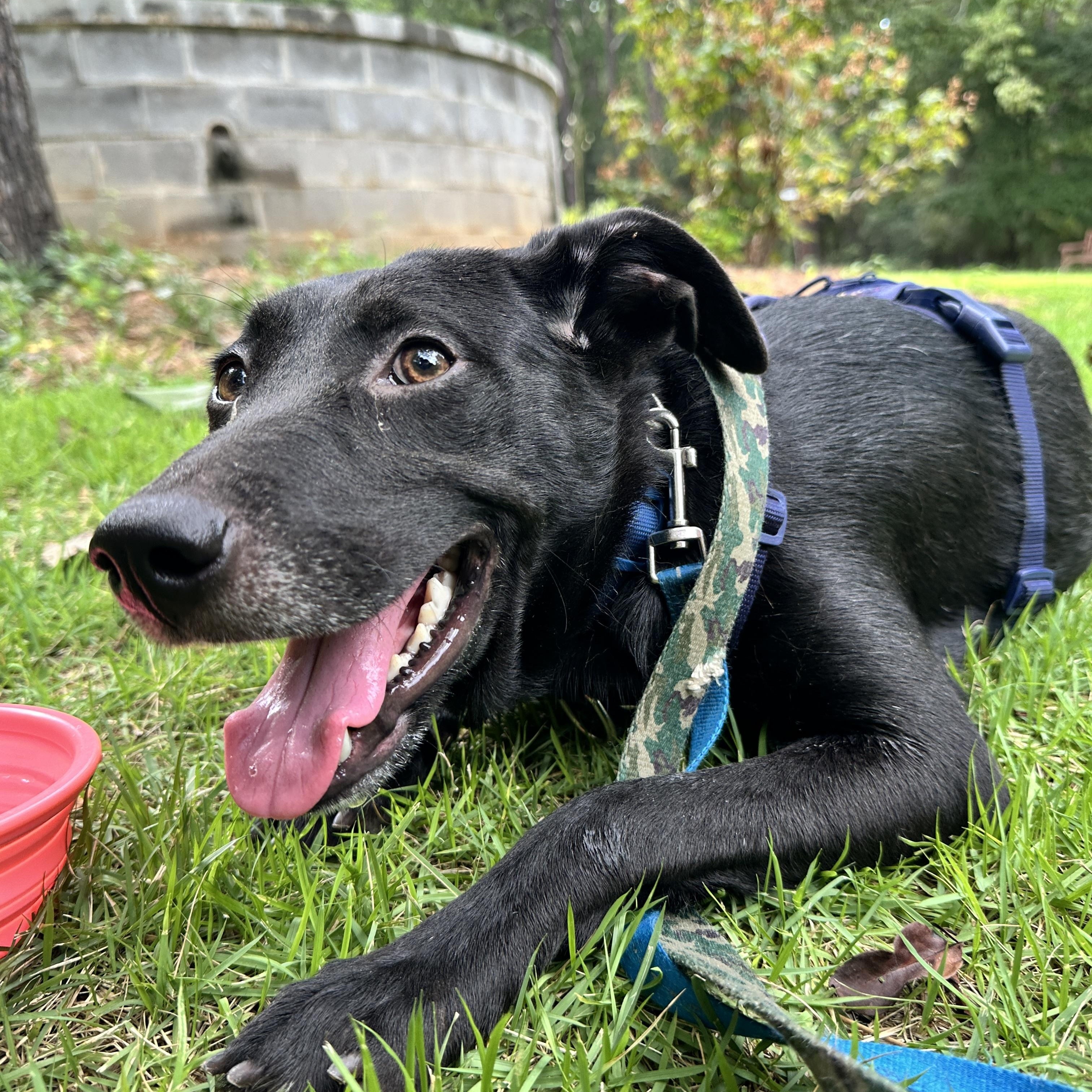 JASMINE, a Adoptable mixed breed in Fosters, AL image 2/6