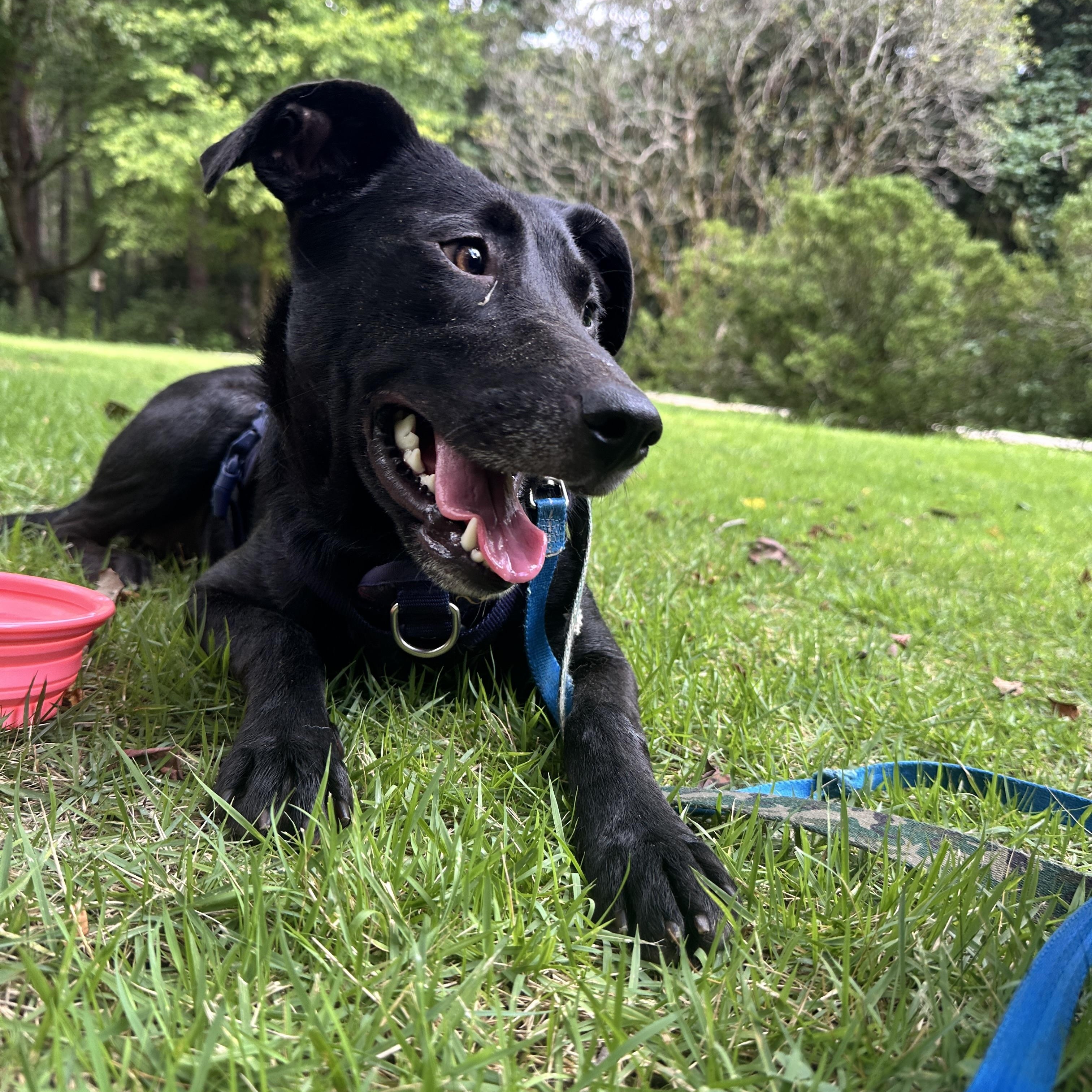 JASMINE, a Adoptable mixed breed in Fosters, AL image 3/6