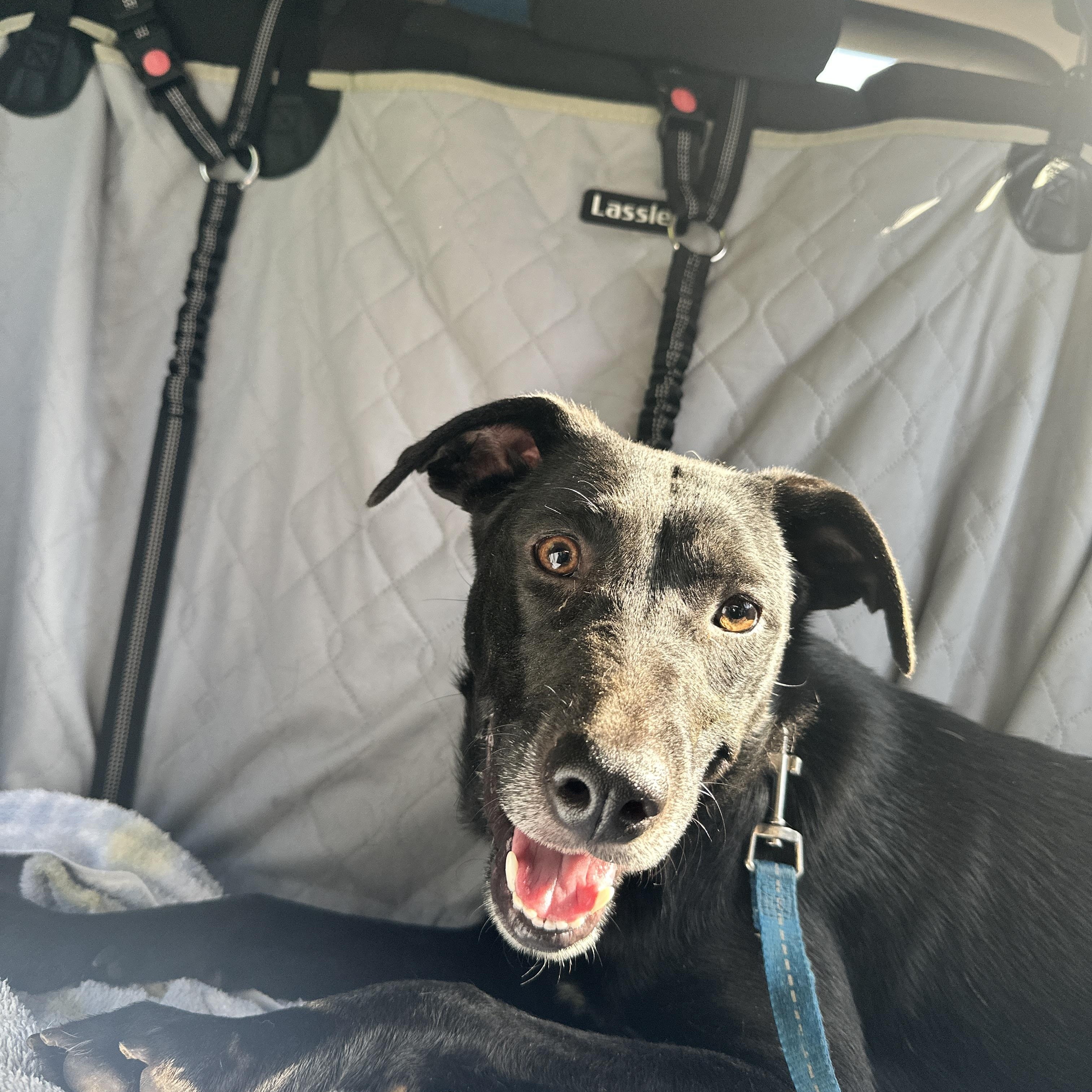 JASMINE, a Adoptable mixed breed in Fosters, AL image 4/6