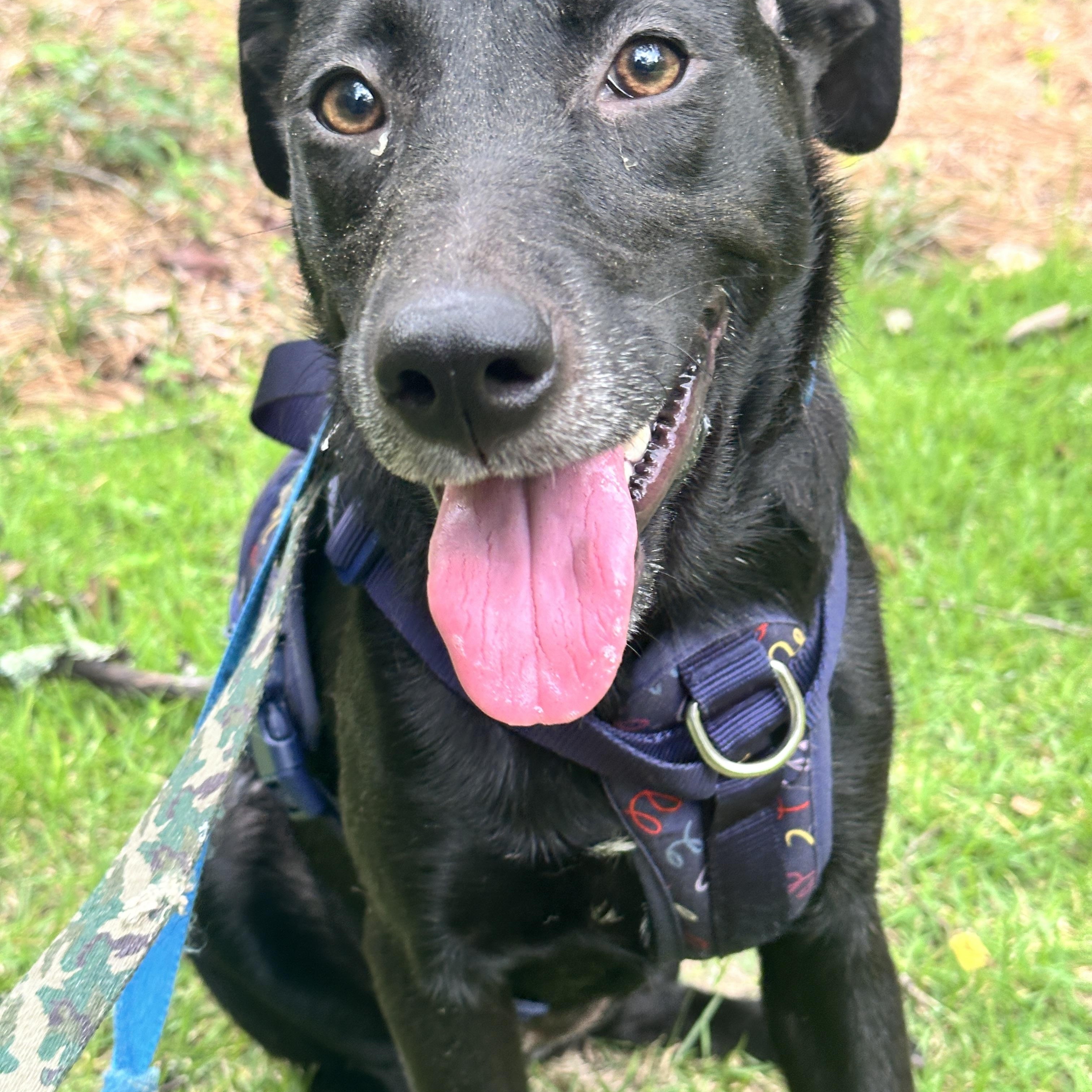 JASMINE, a Adoptable mixed breed in Fosters, AL image 5/6