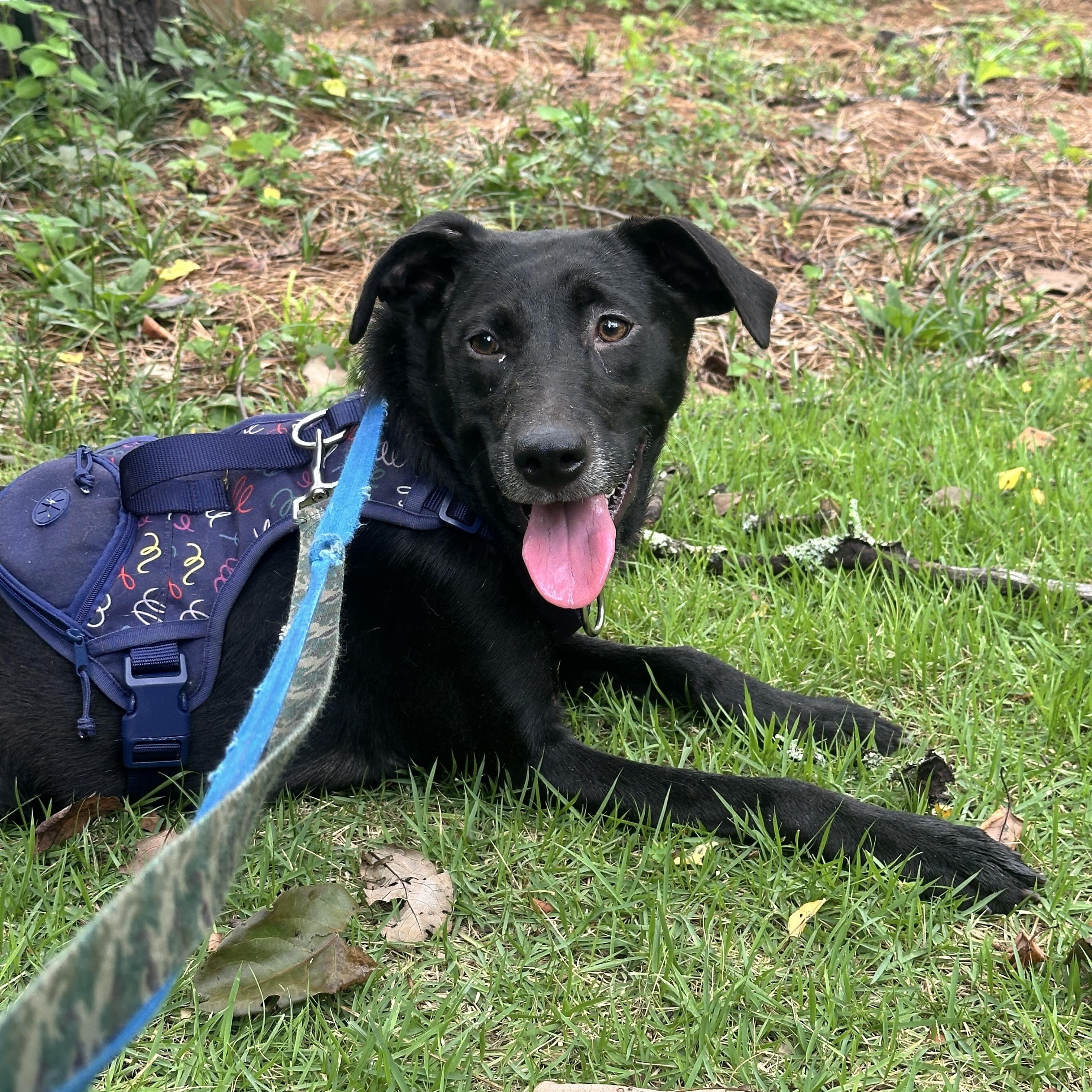 JASMINE, a Adoptable mixed breed in Fosters, AL image 6/6