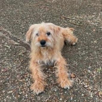 Kevin, Adoptable, Senior Male Terrier.