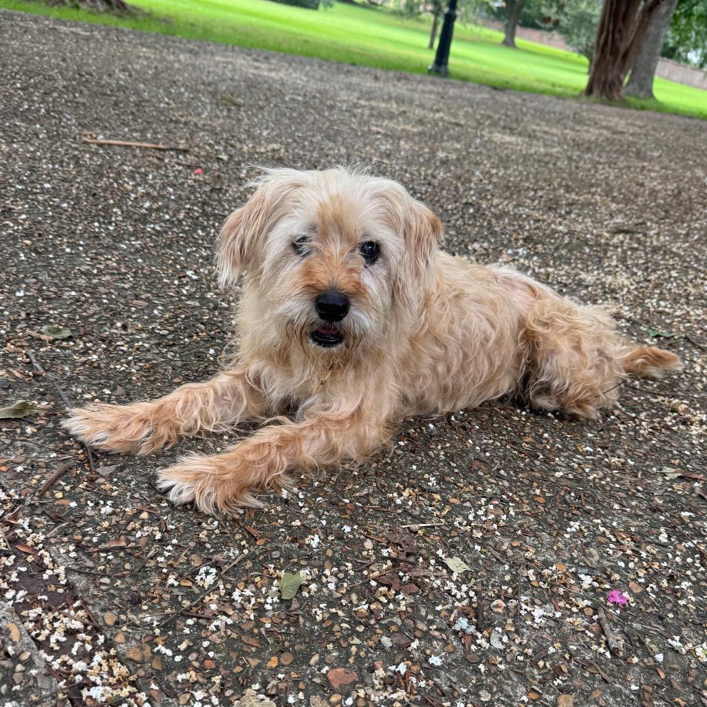 Kevin, a Adoptable Terrier in Salem, OR image 2/4