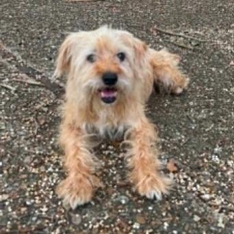 Kevin, a Adoptable Terrier in Salem, OR image 3/4