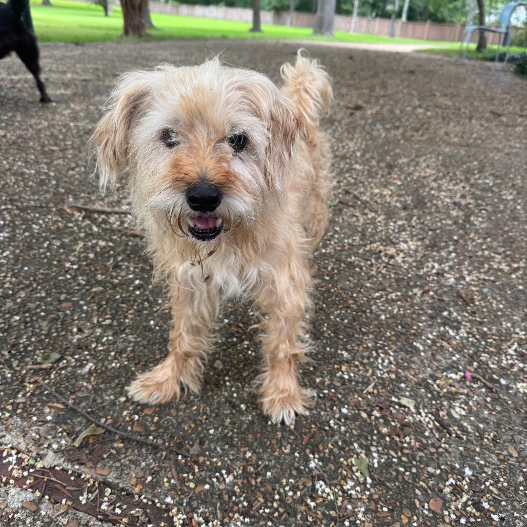 Kevin, a Adoptable Terrier in Salem, OR image 4/4