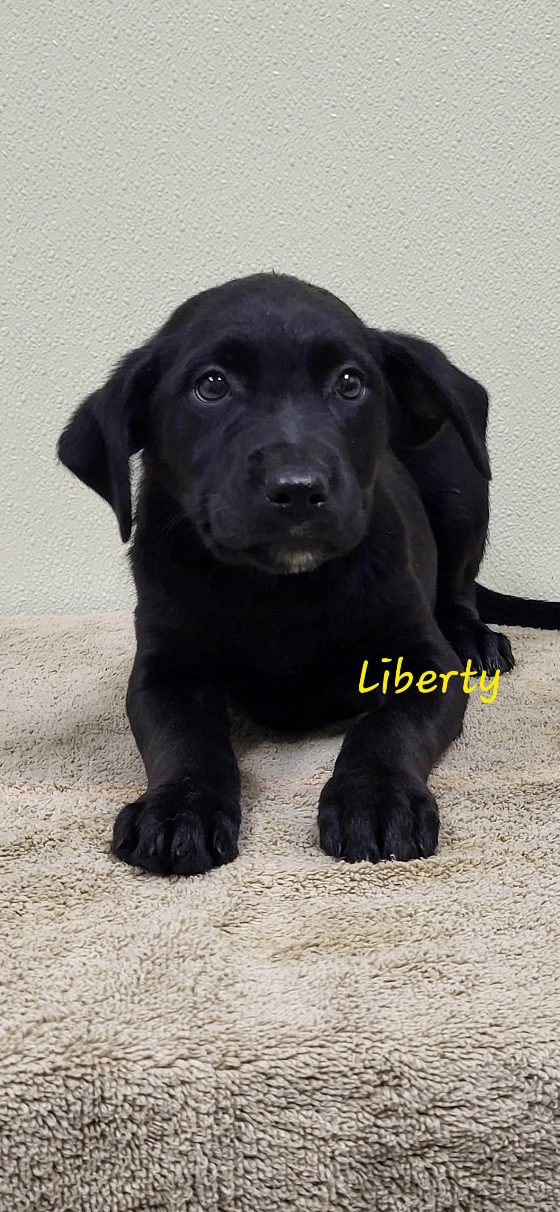 Enlarge Liberty, a ADOPTABLE mixed breed in Marion, MS image 1/1