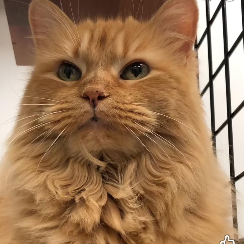 Zenna, Adoptable, Senior Female Domestic Long Hair.