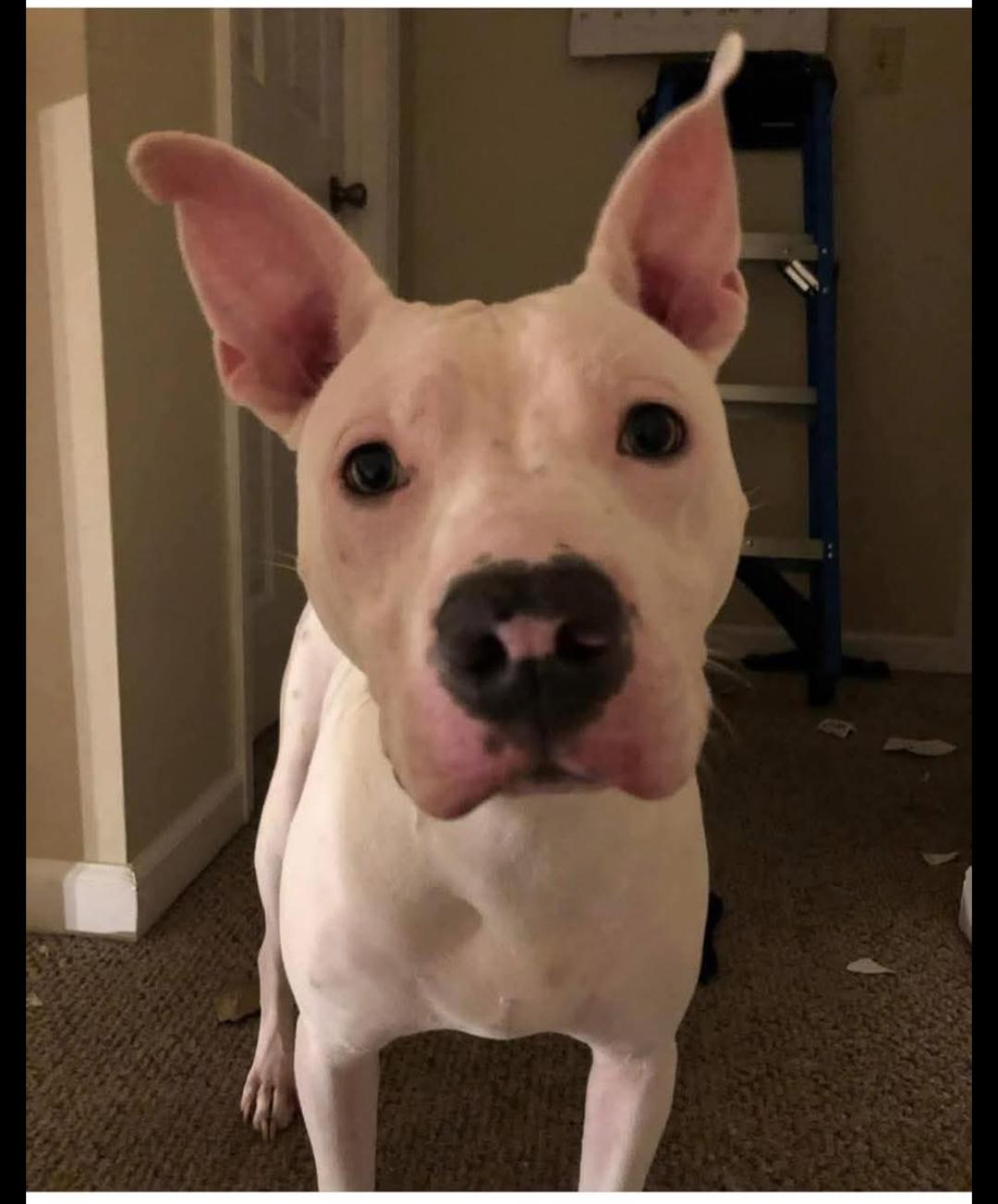 Finn, Adoptable, Adult Male Mixed Breed.