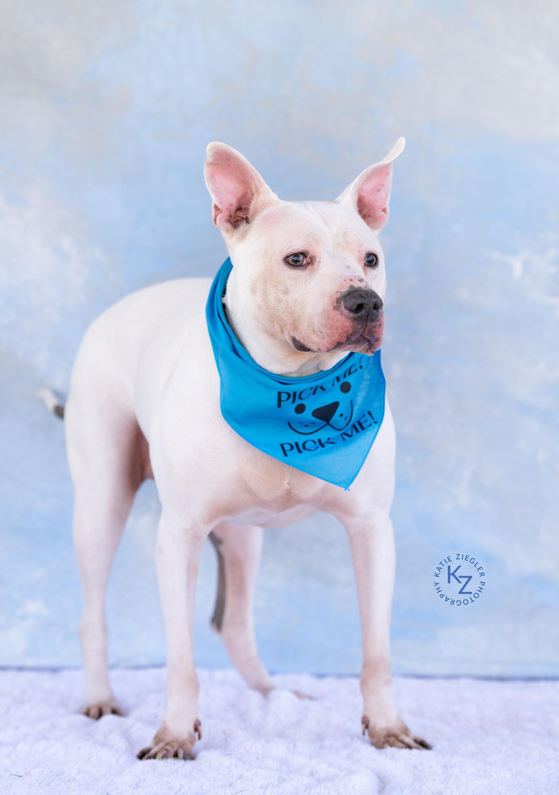 Finn, Adoptable, Adult Male Mixed Breed.