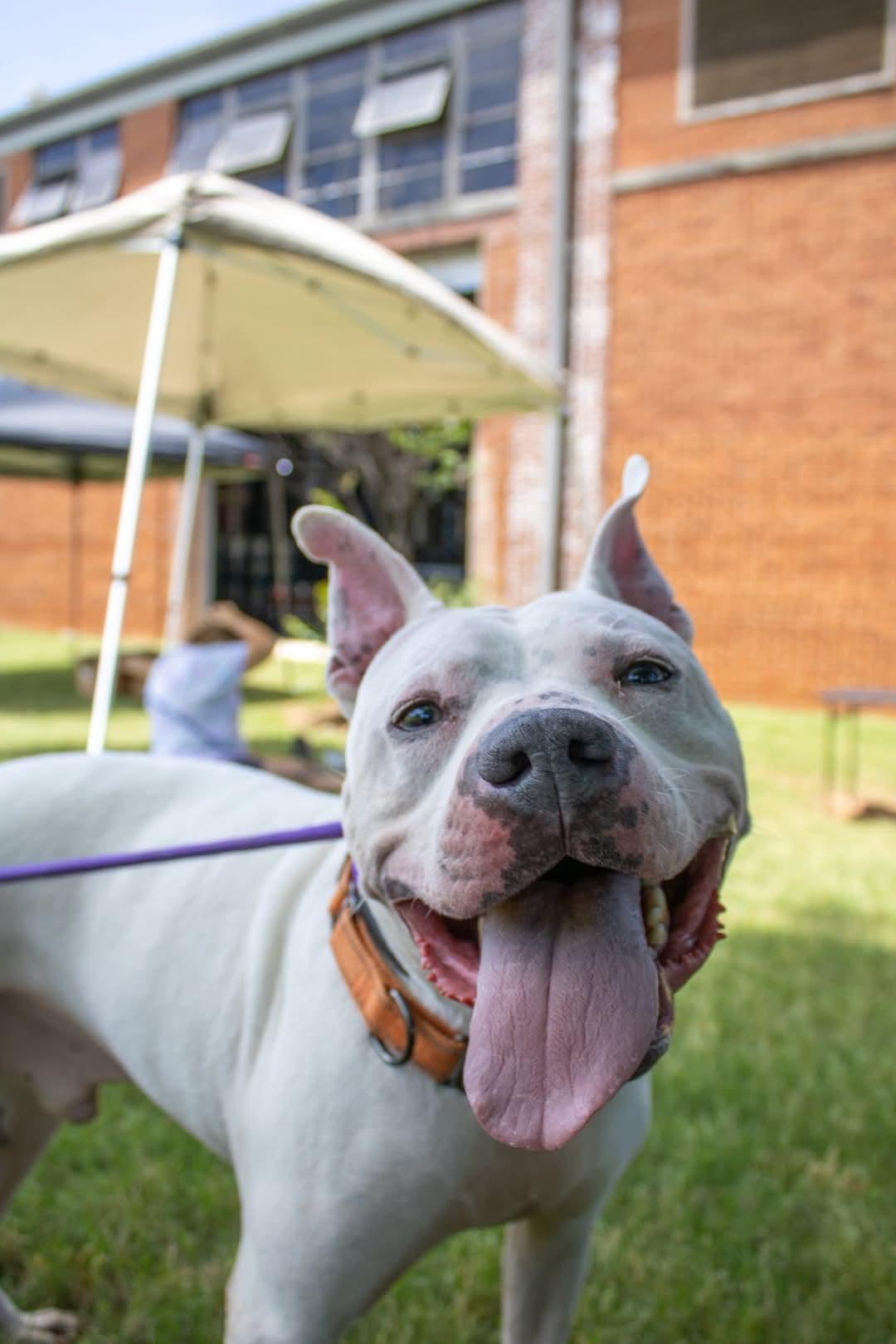 Enlarge Finn, a Adoptable Mixed Breed in Huntsville, AL image 2/5
