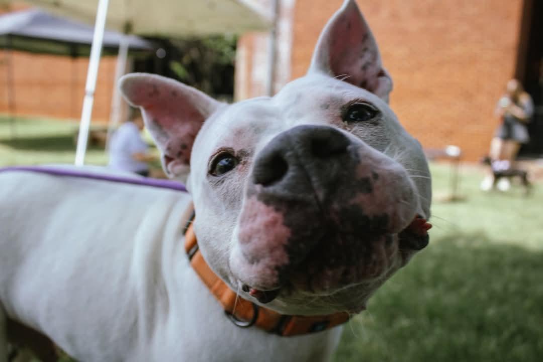 Enlarge Finn, a Adoptable Mixed Breed in Huntsville, AL image 3/5