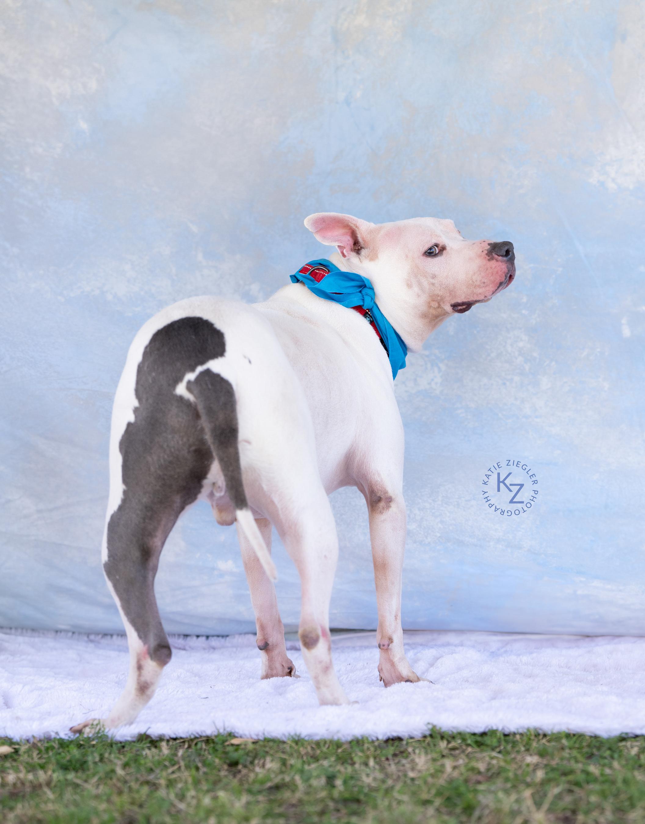 Enlarge Finn, a Adoptable Mixed Breed in Huntsville, AL image 4/5