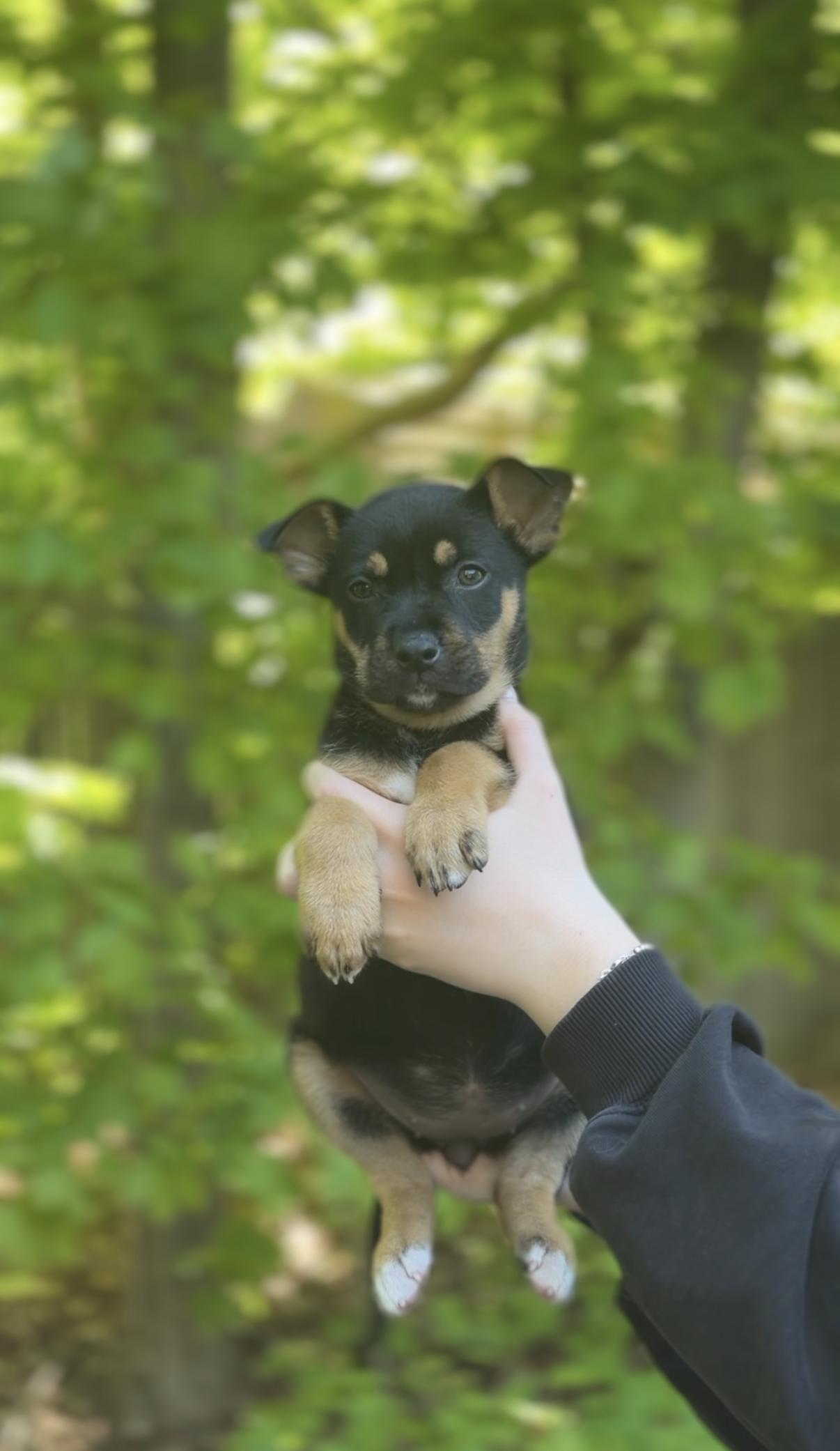 Enlarge Good Luck, a Adoptable mixed breed in Avon, CT image 2/3