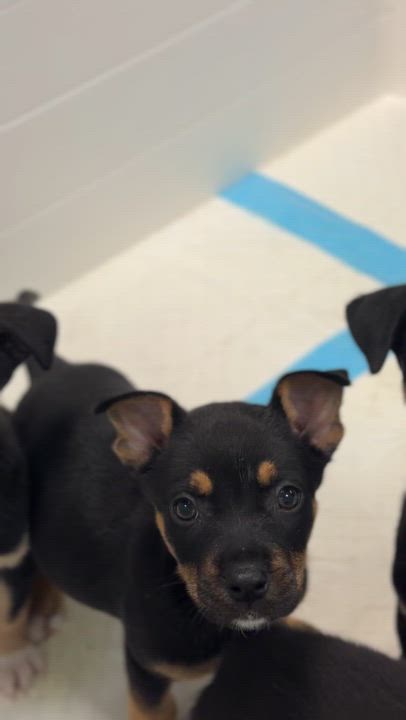 Enlarge Good Luck, a Adoptable mixed breed in Avon, CT video 3/3