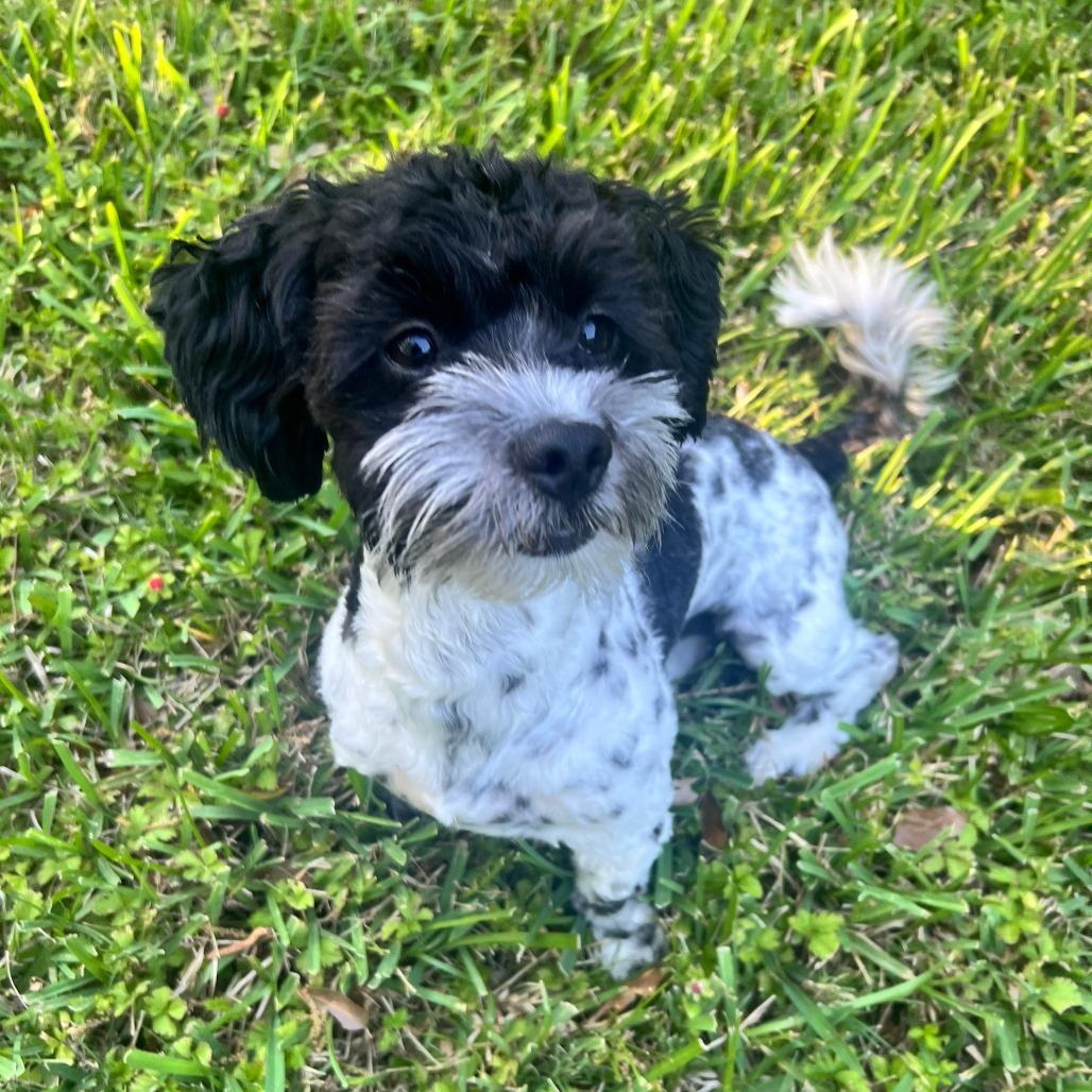 Vaquita, Adoptable, Young Female Shih Tzu.
