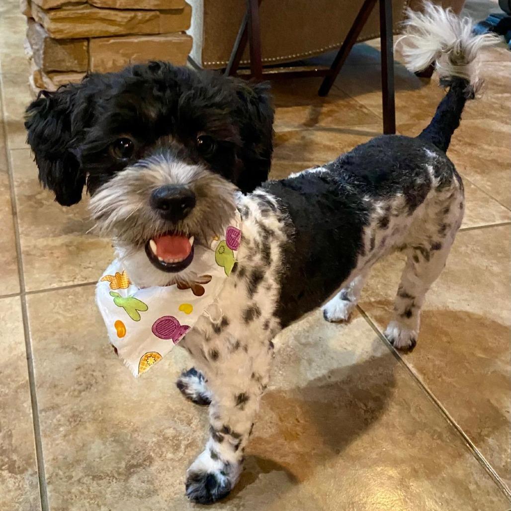 Enlarge Vaquita, a Adoptable mixed breed in Houston, TX image 2/4