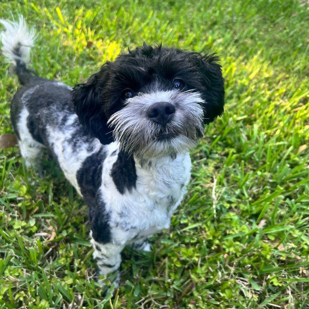 Enlarge Vaquita, a Adoptable mixed breed in Houston, TX image 3/4