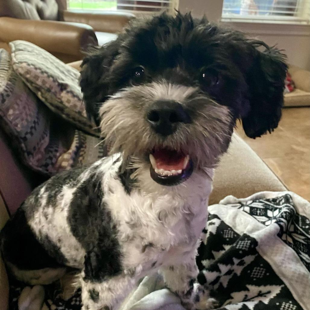 Enlarge Vaquita, a Adoptable mixed breed in Houston, TX image 4/4