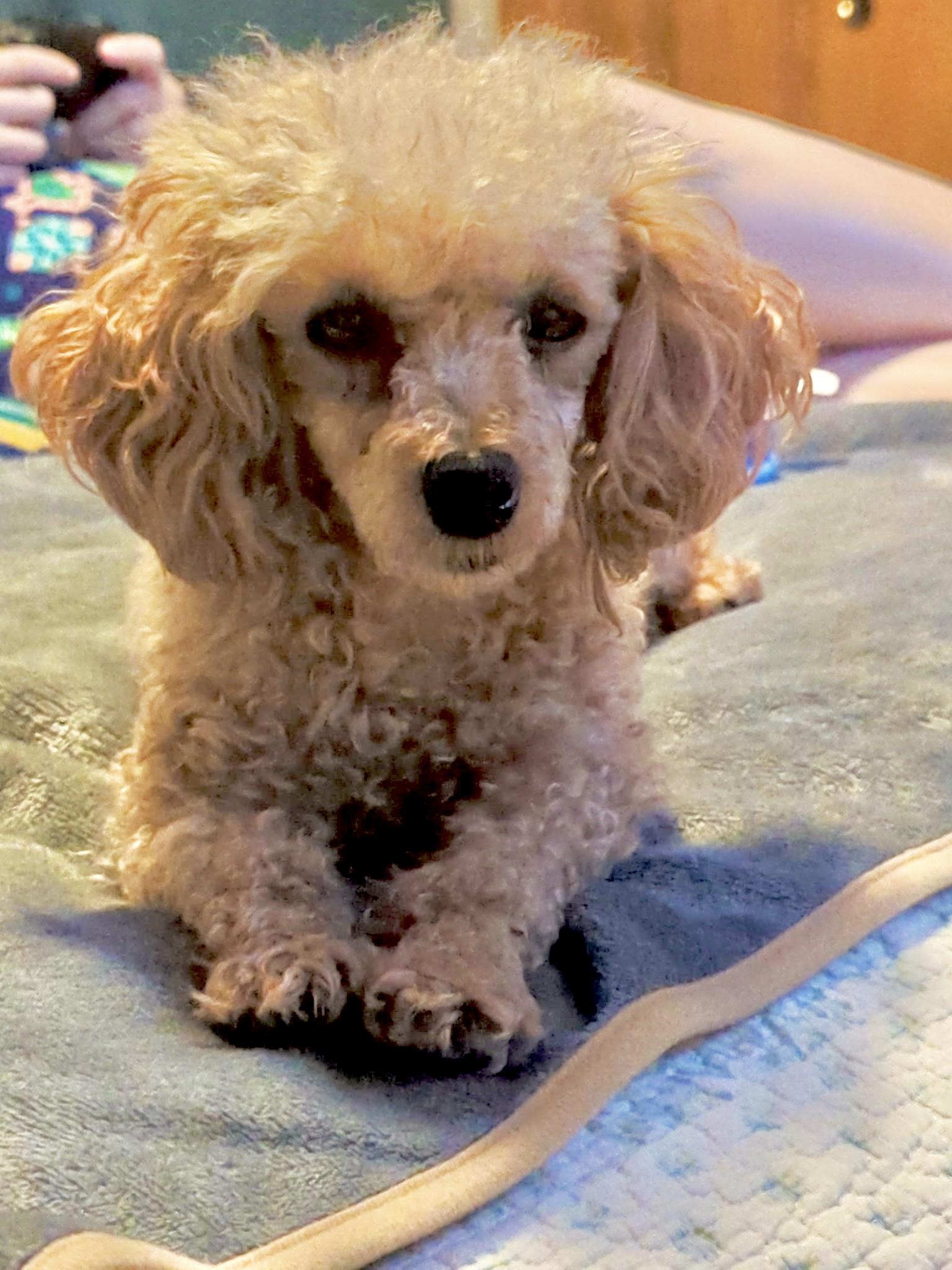 Enlarge GiGi, a ADOPTABLE Poodle (Toy) in Whitewater, WI image 1/6