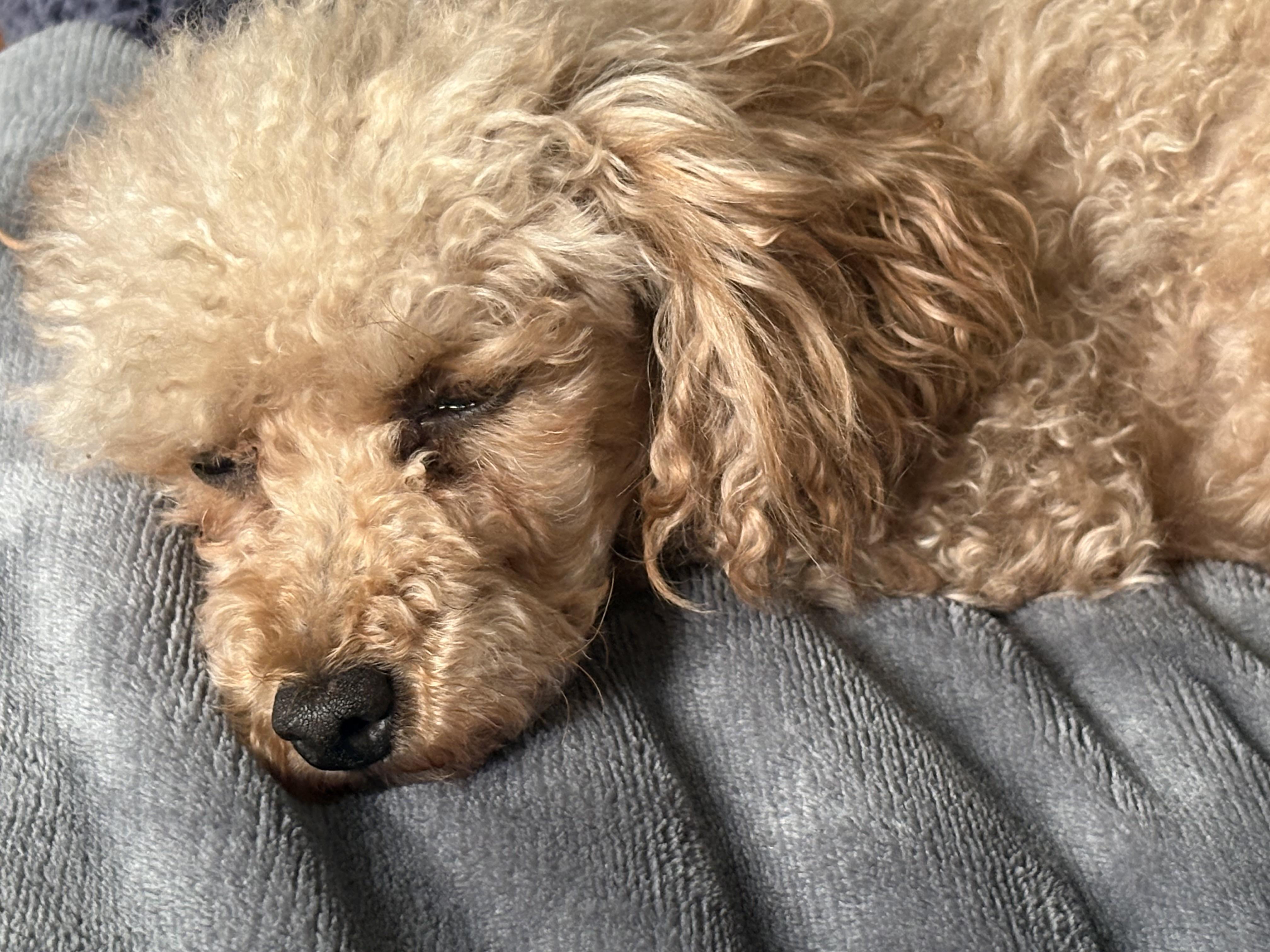 Enlarge GiGi, a ADOPTABLE Poodle (Toy) in Whitewater, WI image 2/6